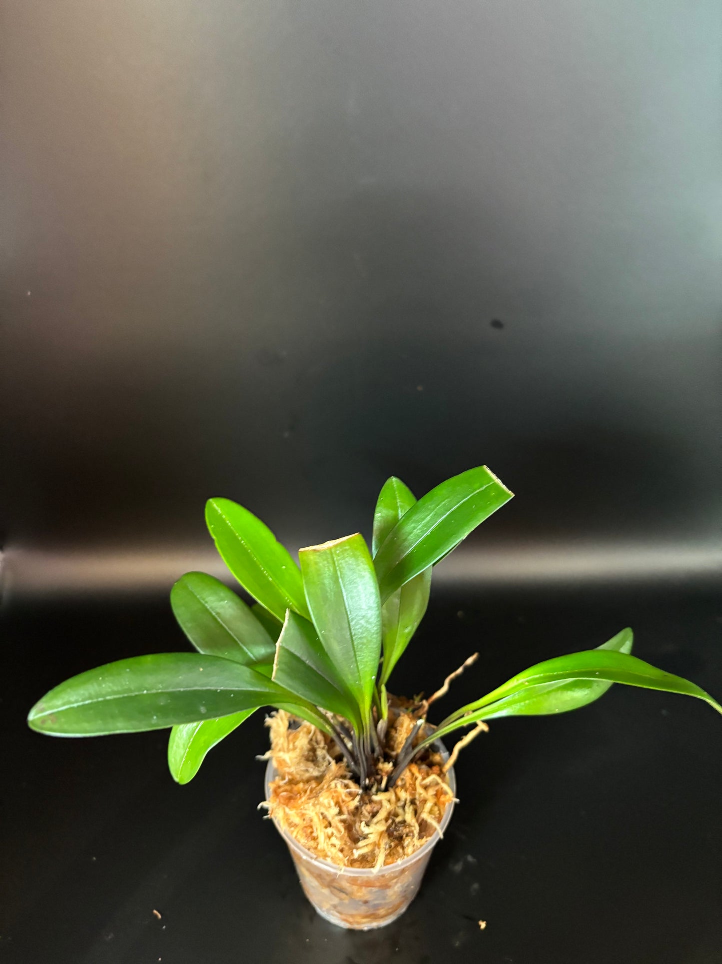 Masdevallia Confetti (miniture orchid)