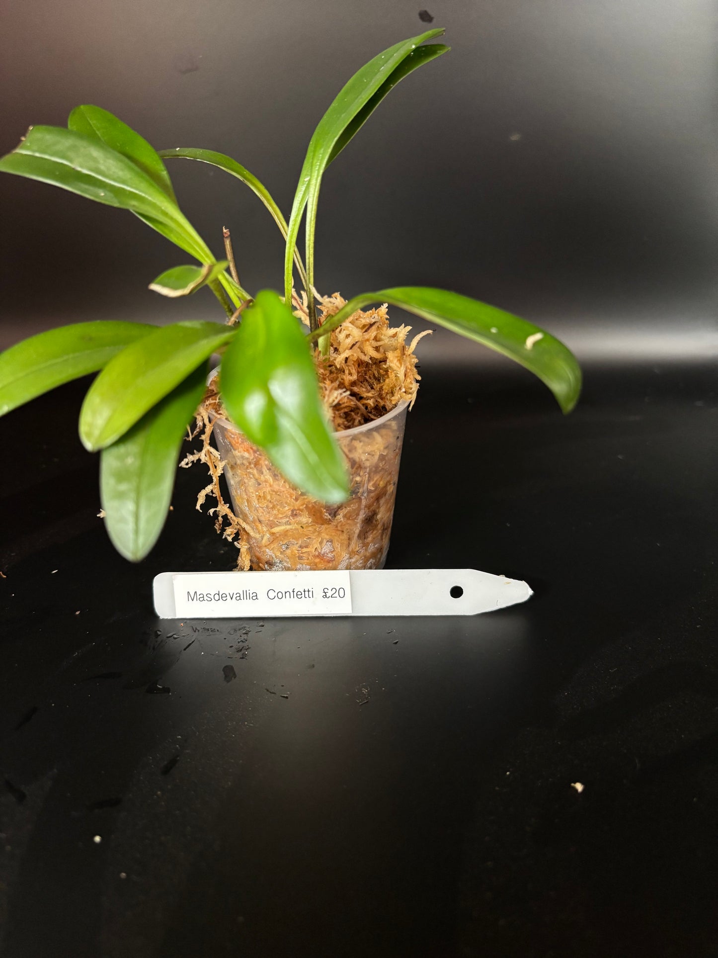 Masdevallia Confetti (miniture orchid)