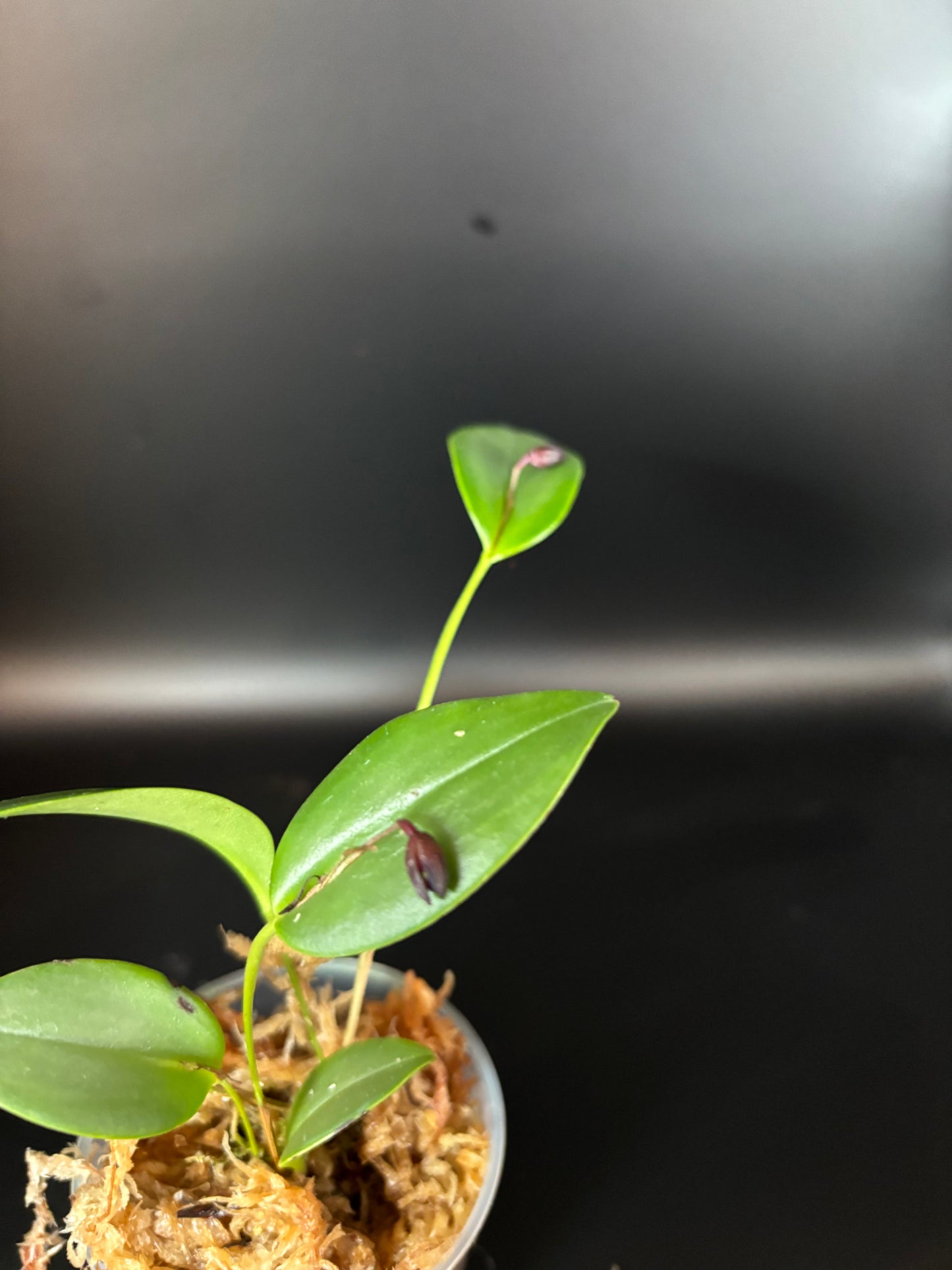 Pleurothallis Sellieum (miniture orchid)