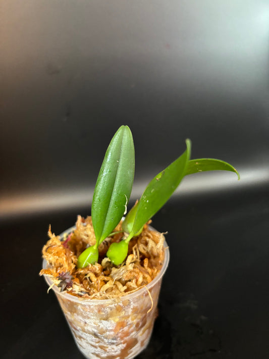 Bulbophyllum Saltatorium (miniture orchid)