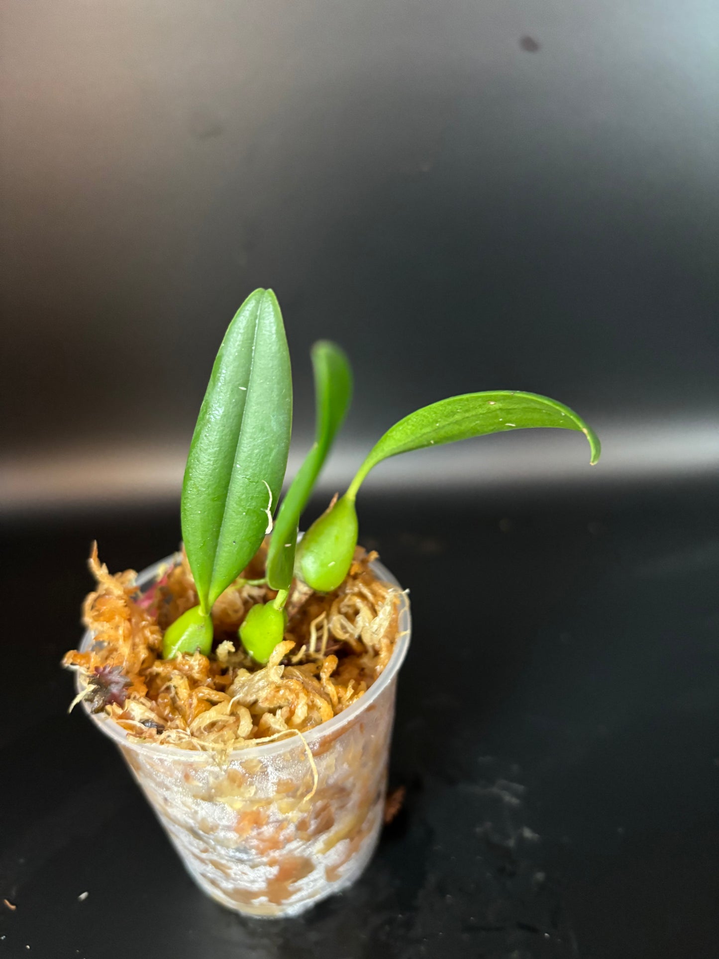 Bulbophyllum Saltatorium (miniture orchid)