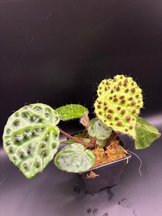 Begonia Melanobullata