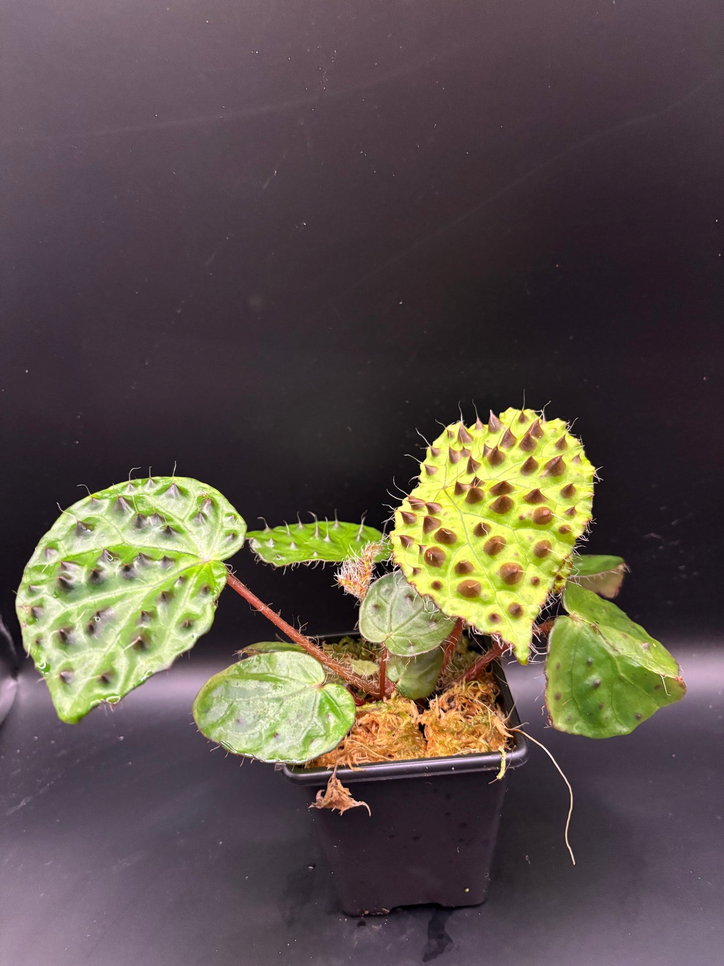 Begonia Melanobullata
