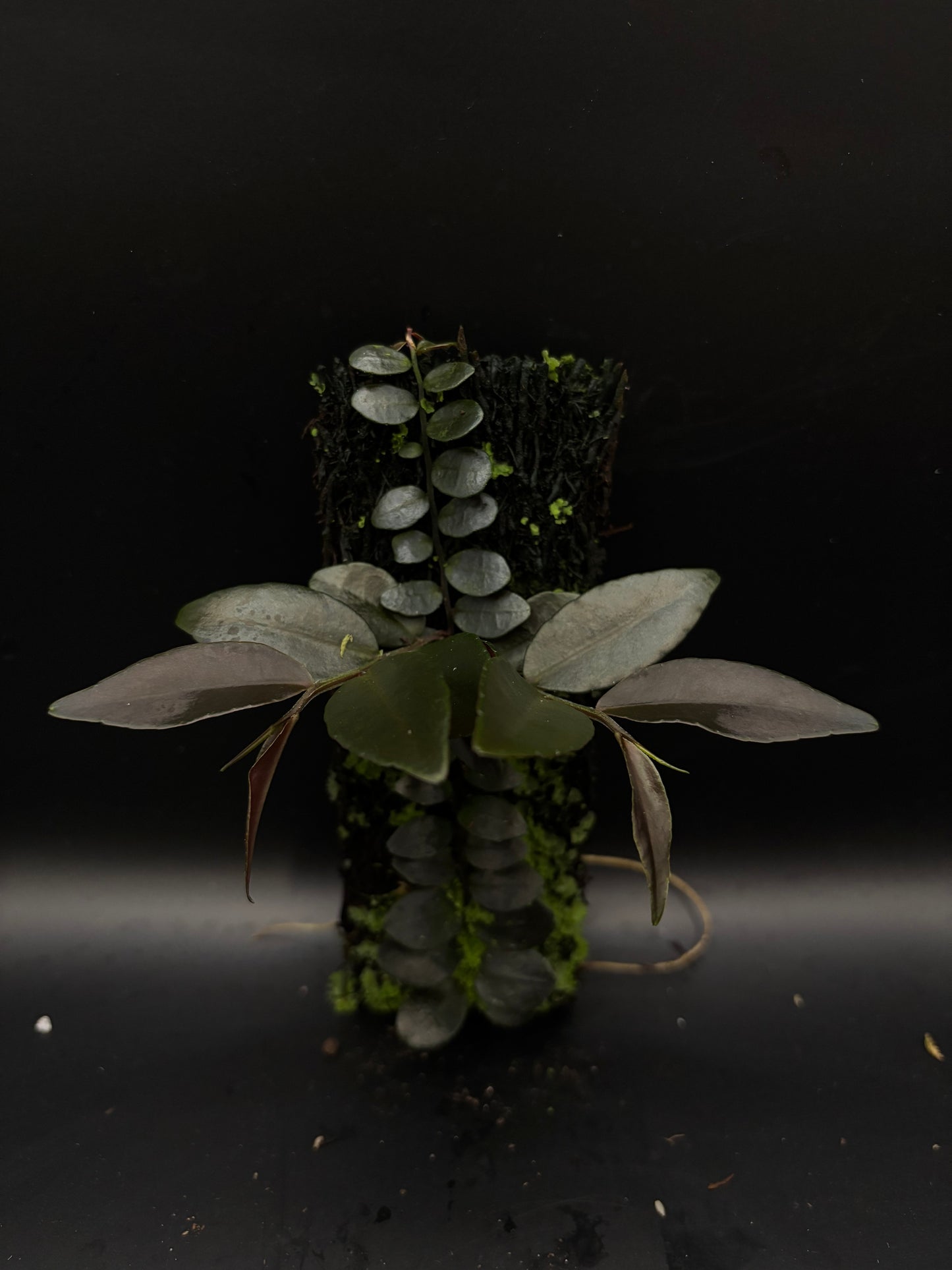 Marcgravia ‘Azreal’