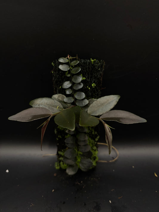 Marcgravia ‘Azreal’