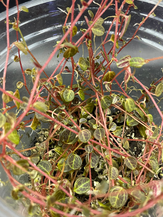 Peperomia Caespitosa