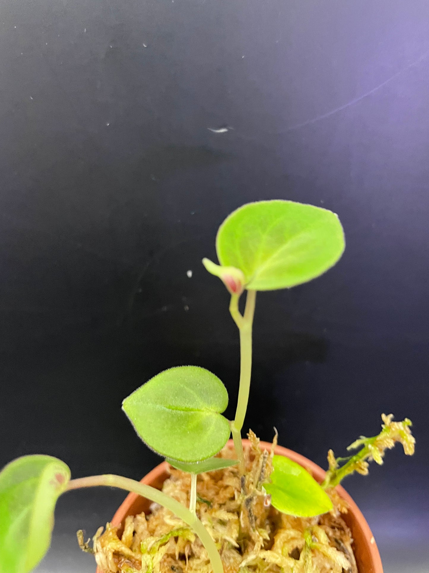 Peperomia Protalophora