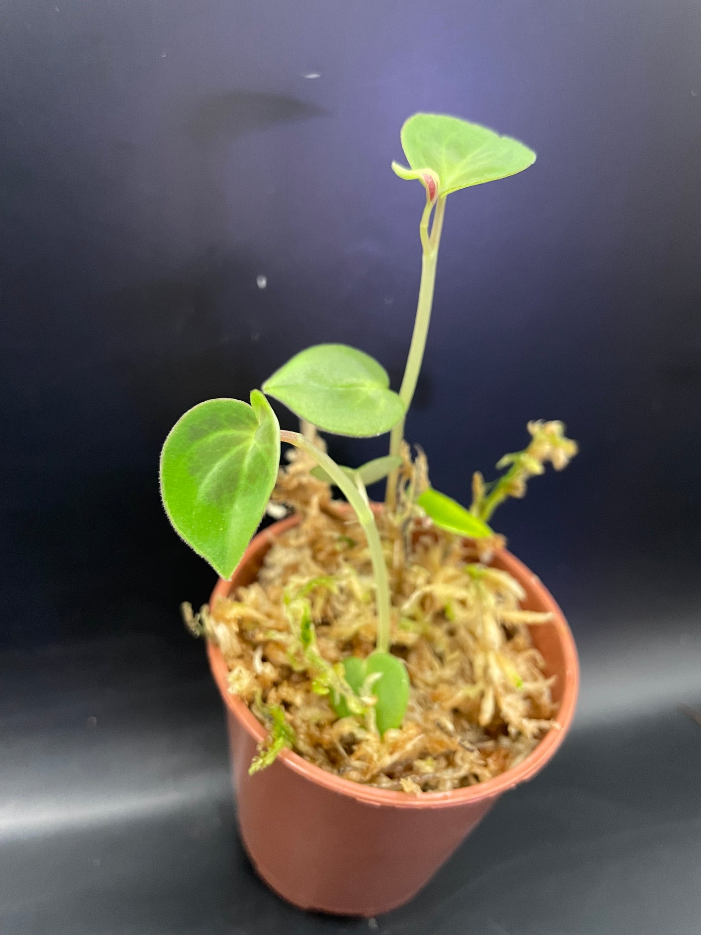 Peperomia Protalophora