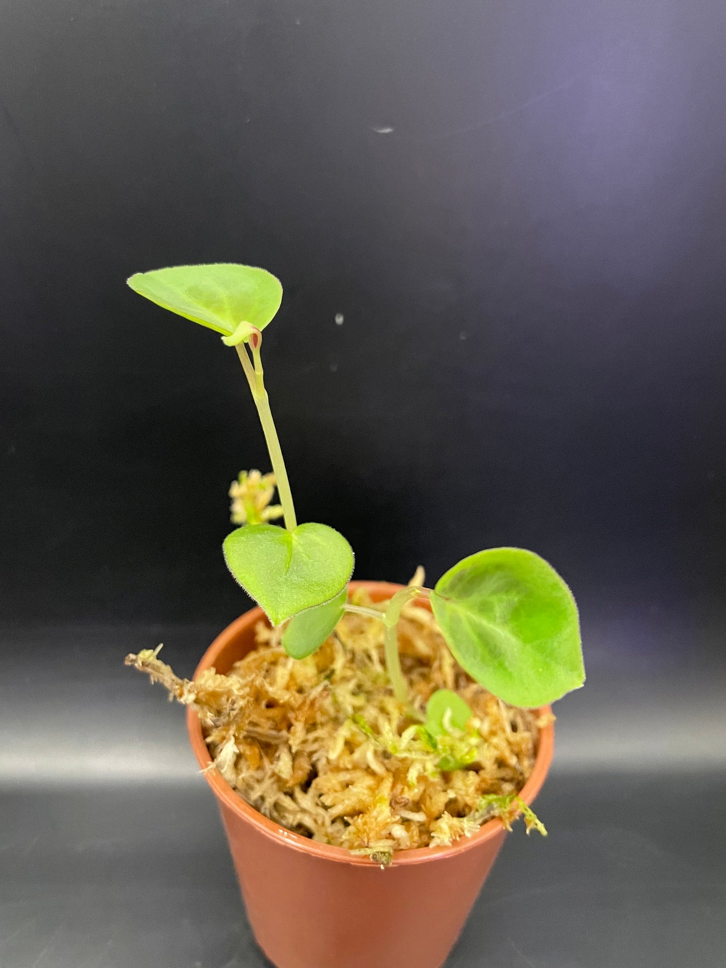 Peperomia Protalophora