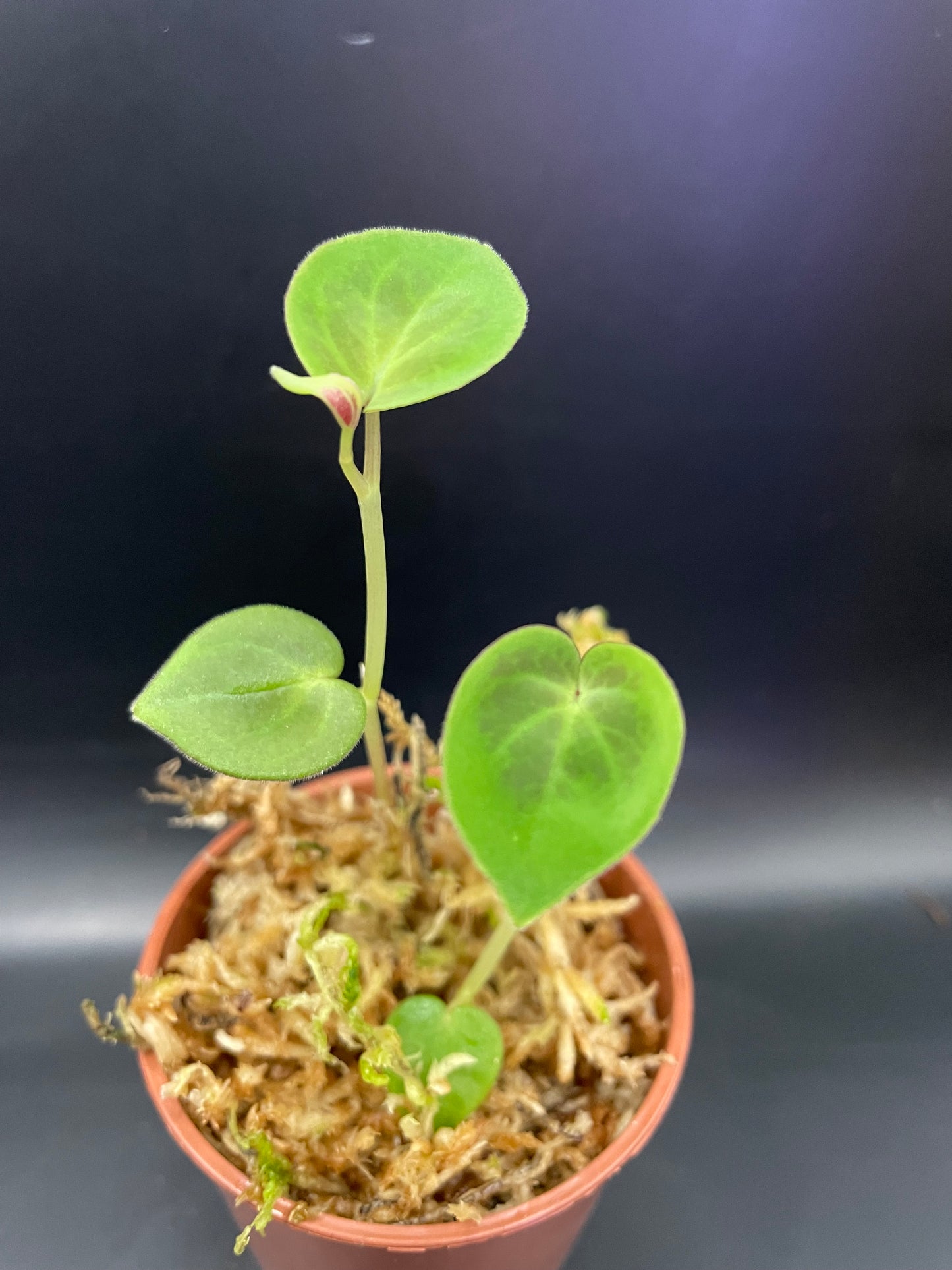 Peperomia Protalophora