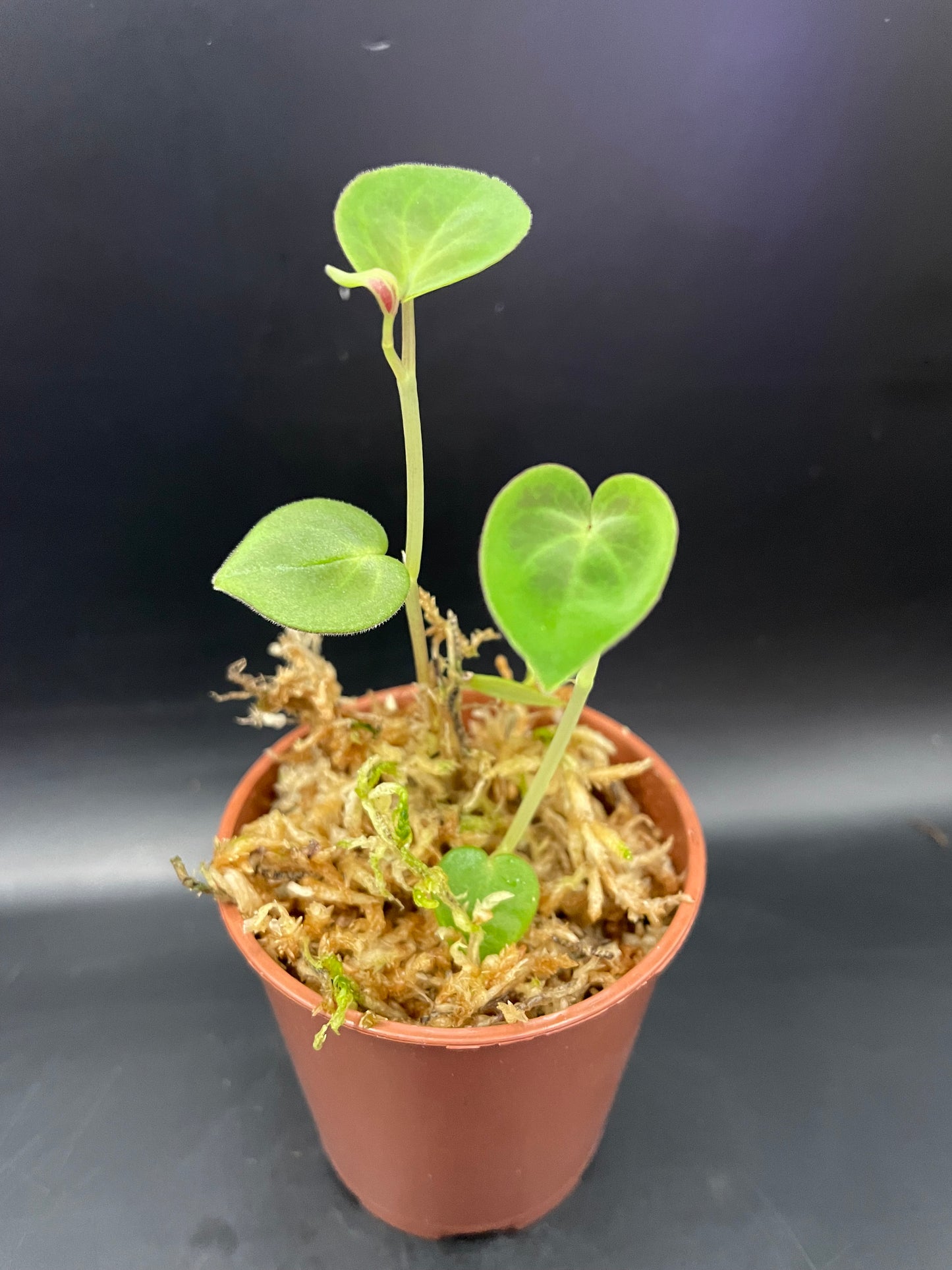 Peperomia Protalophora