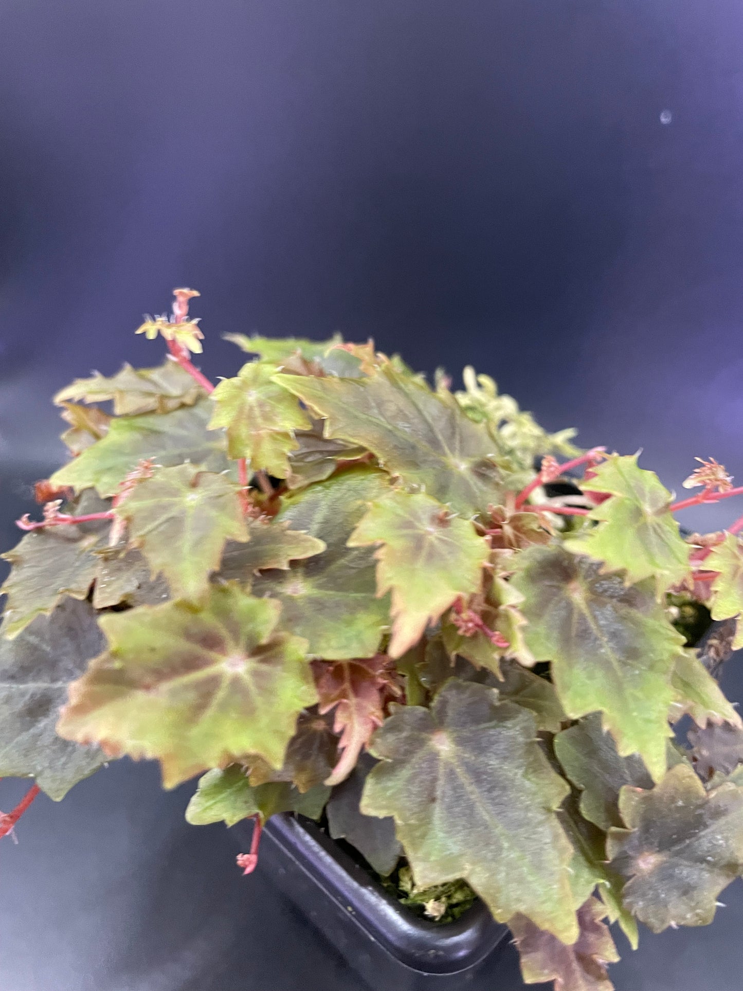 Begonia Segregata