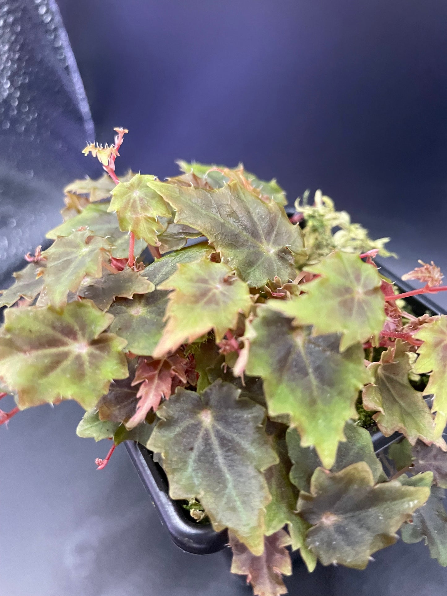 Begonia Segregata