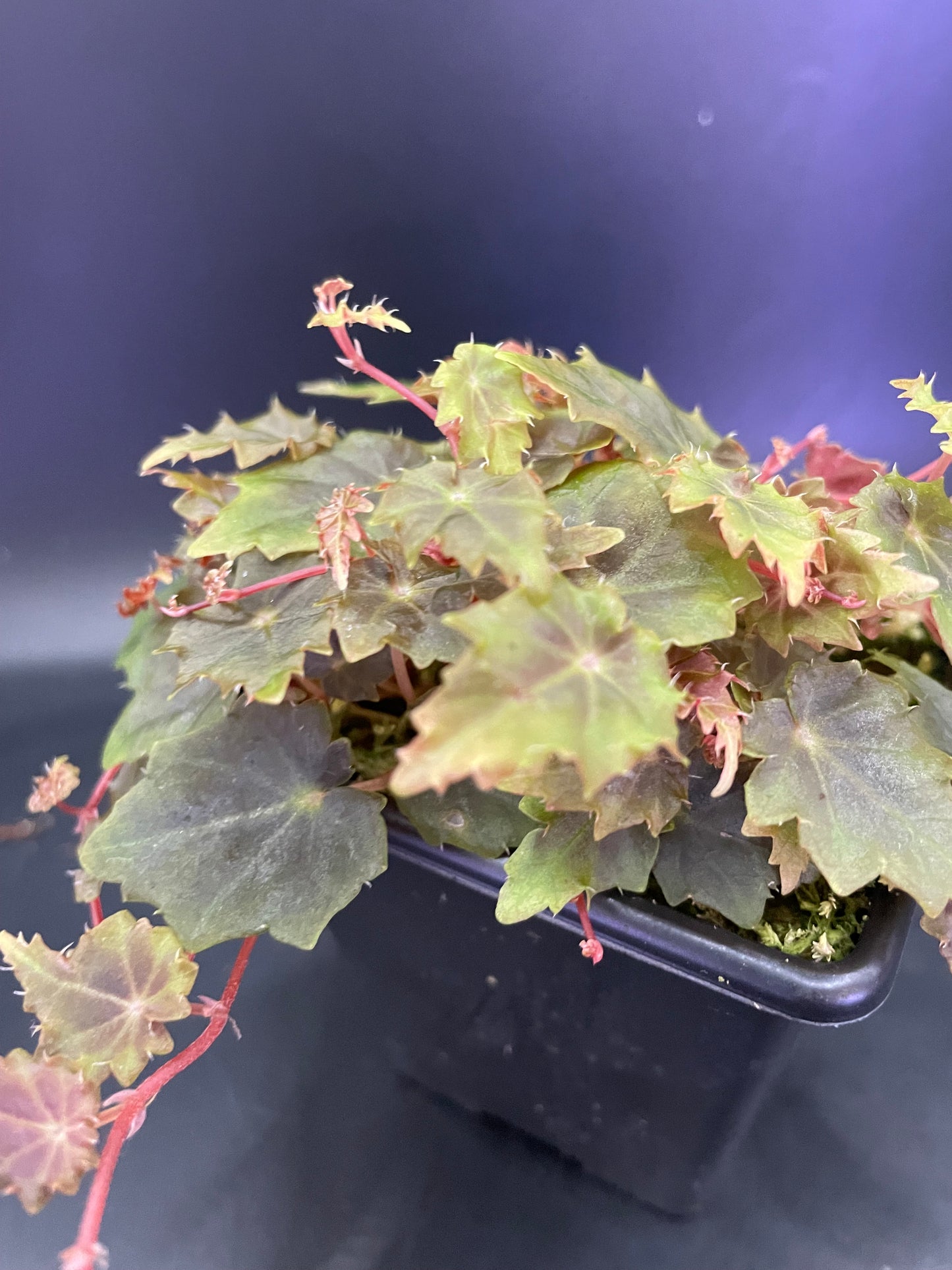 Begonia Segregata