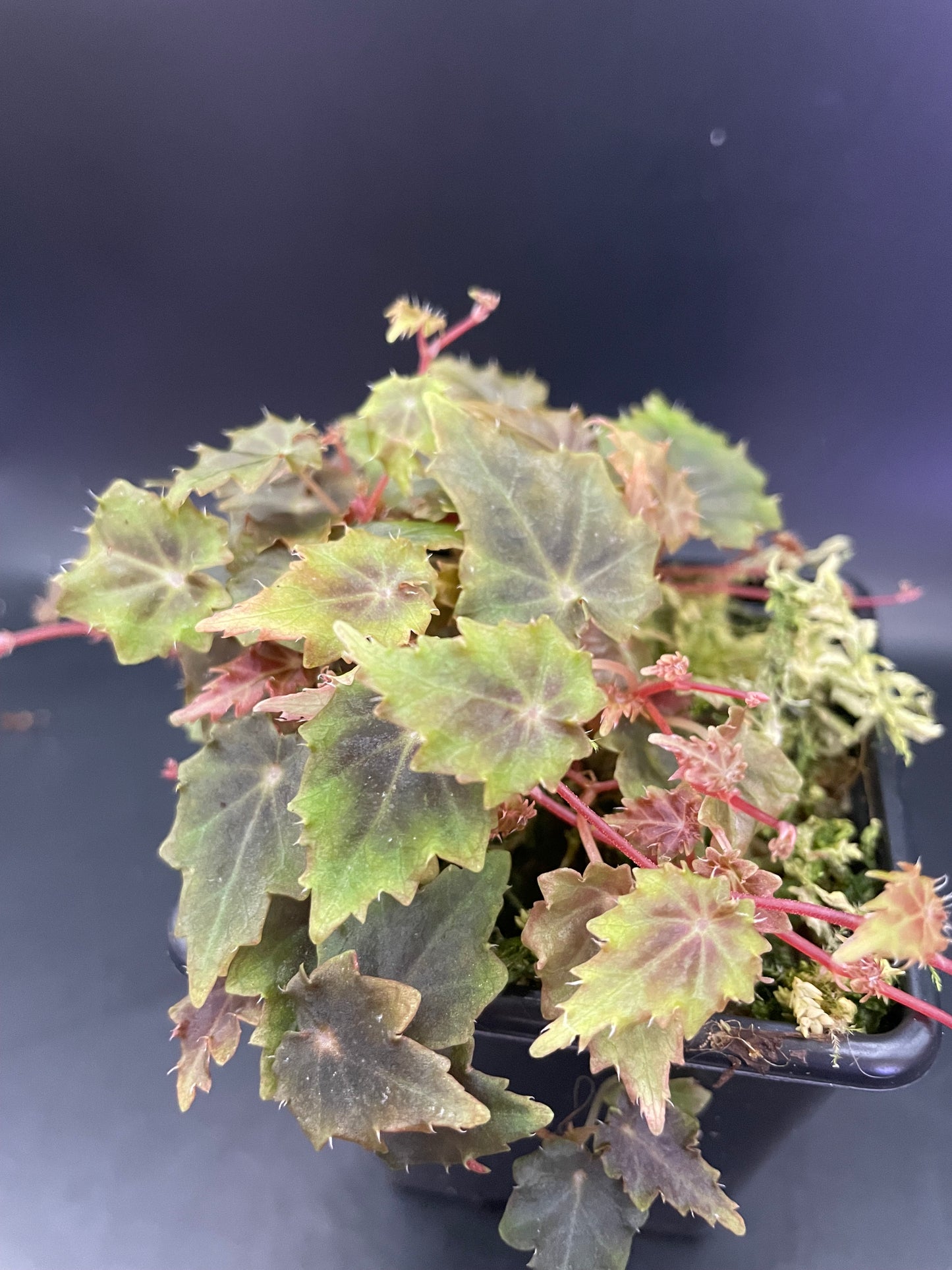 Begonia Segregata