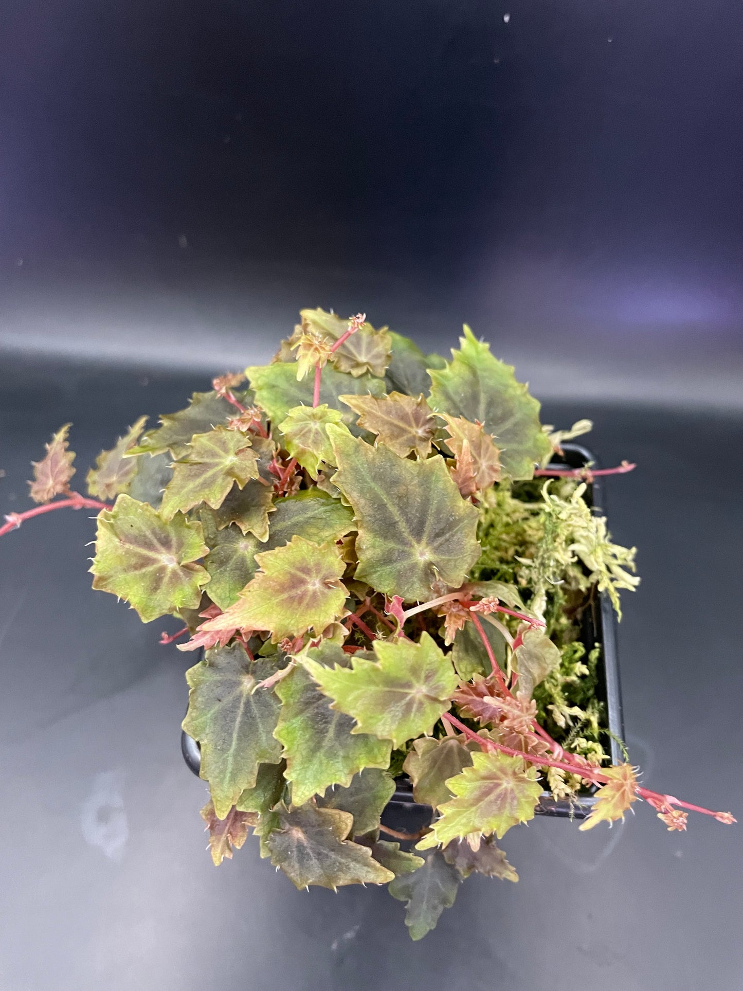 Begonia Segregata