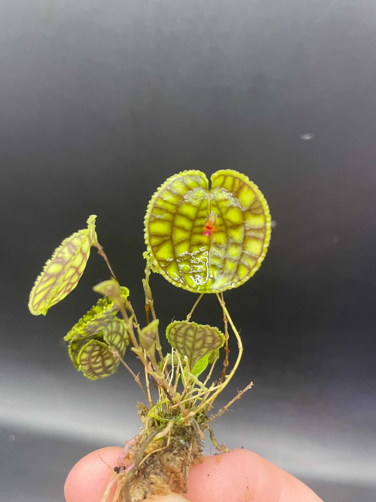 Lepanthes Calodictyon Orchid