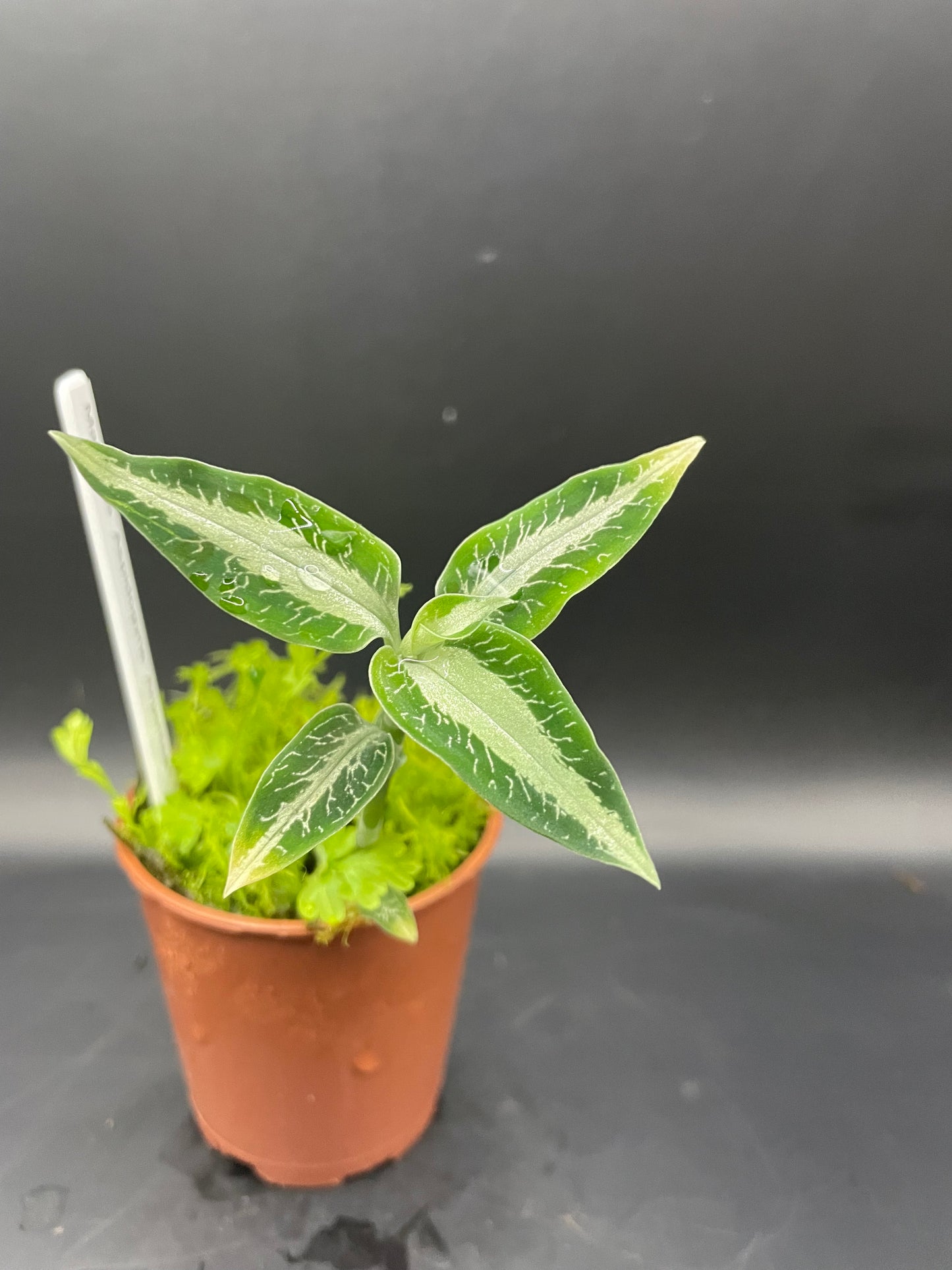 Macodes Aspidogyne Argentea (jewel orchid)