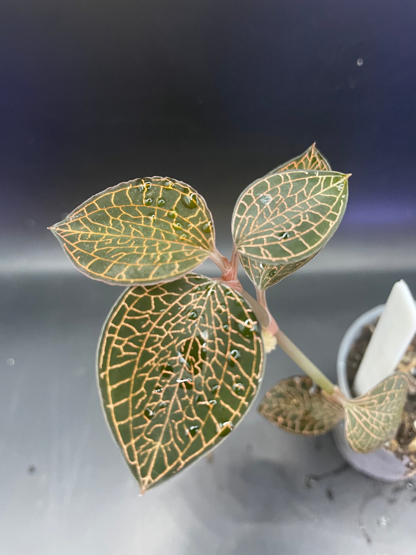 Anoectochilus roxburghii 'Firebird' (Jewel Orchid)