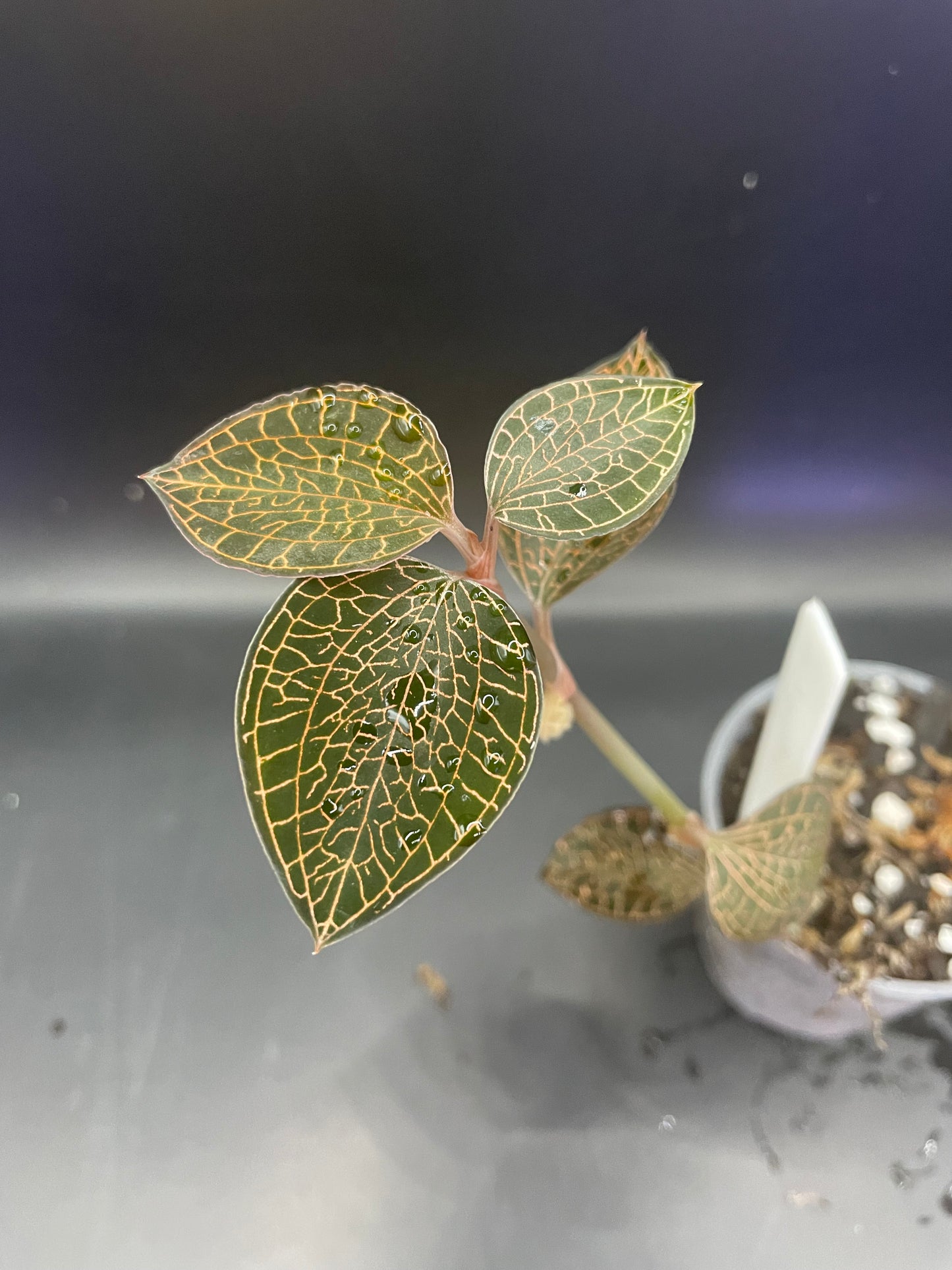 Anoectochilus roxburghii 'Firebird' (Jewel Orchid)