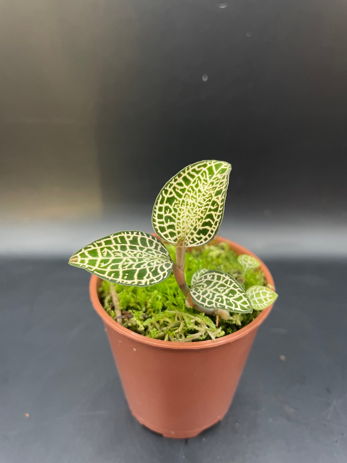 Anoectochilus Rocburghii Light Form (Jewel Orchid)