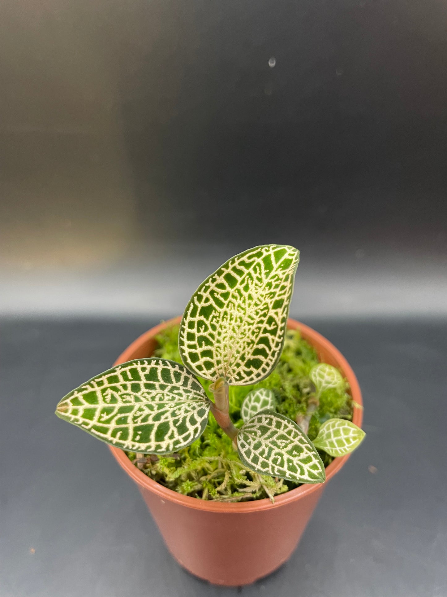 Anoectochilus Rocburghii Light Form (Jewel Orchid)