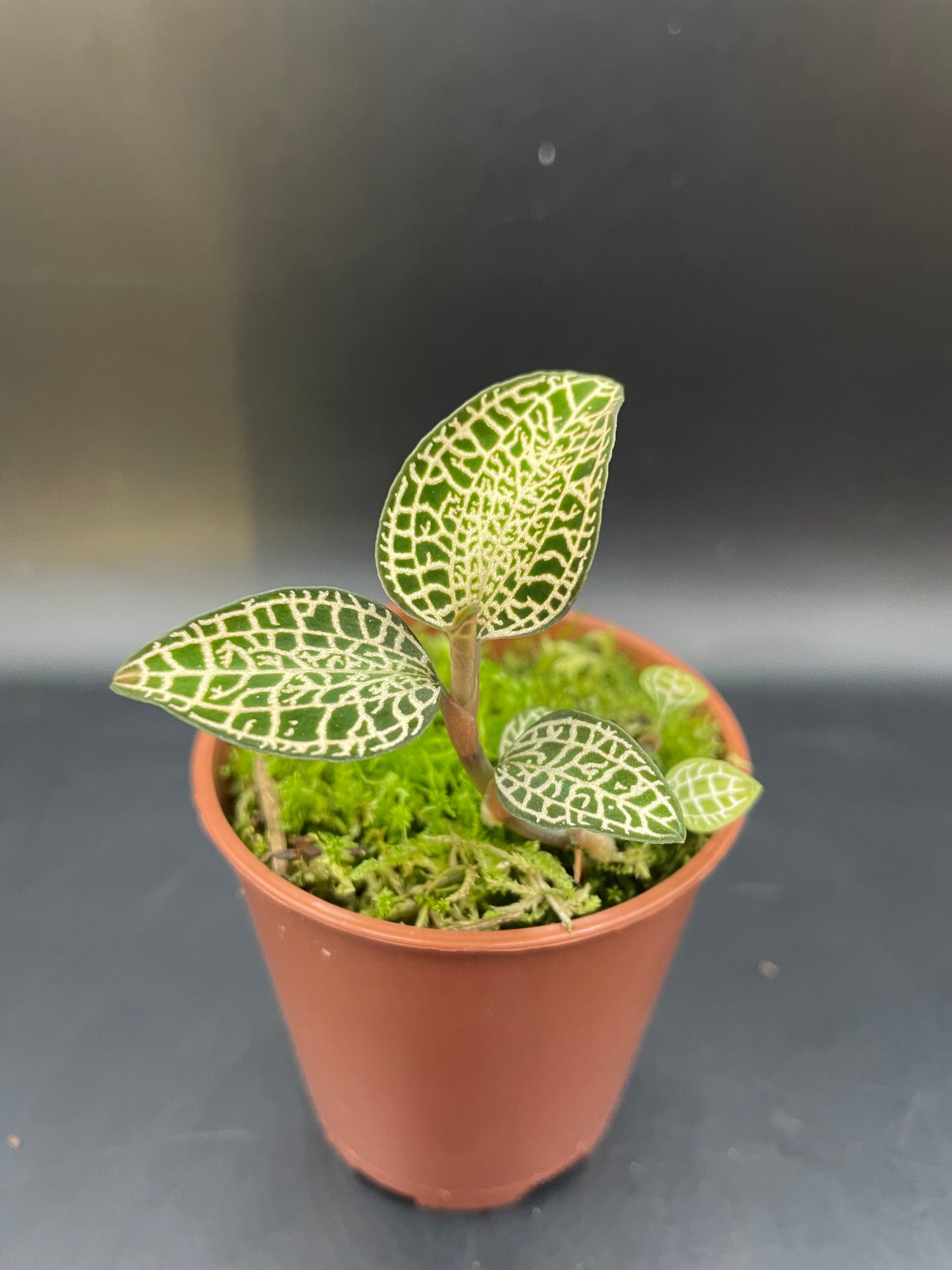 Anoectochilus Rocburghii Light Form (Jewel Orchid)