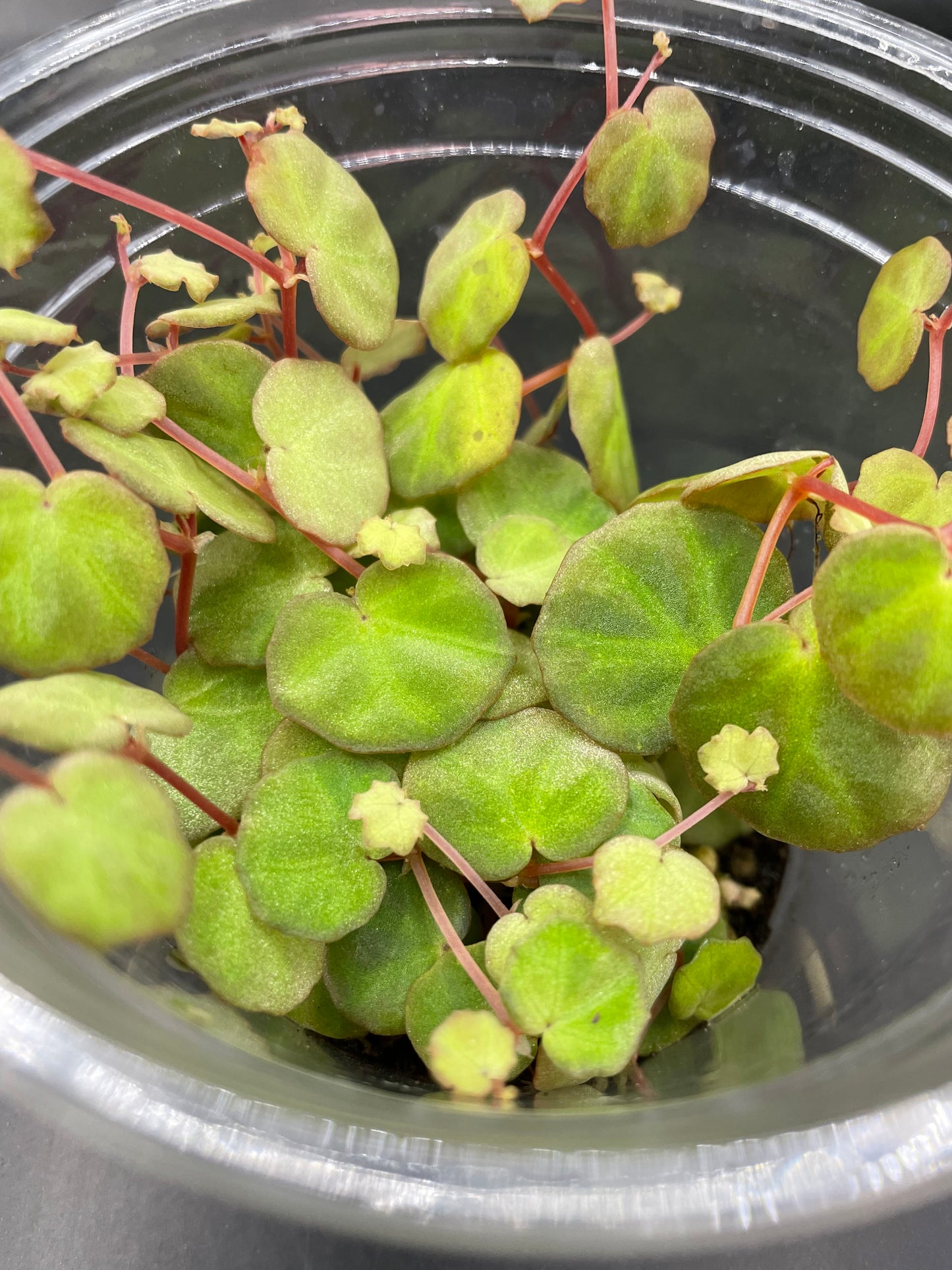 begonia lichenora