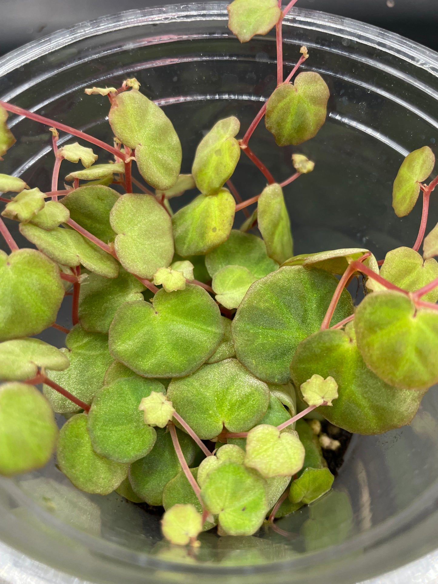 begonia lichenora