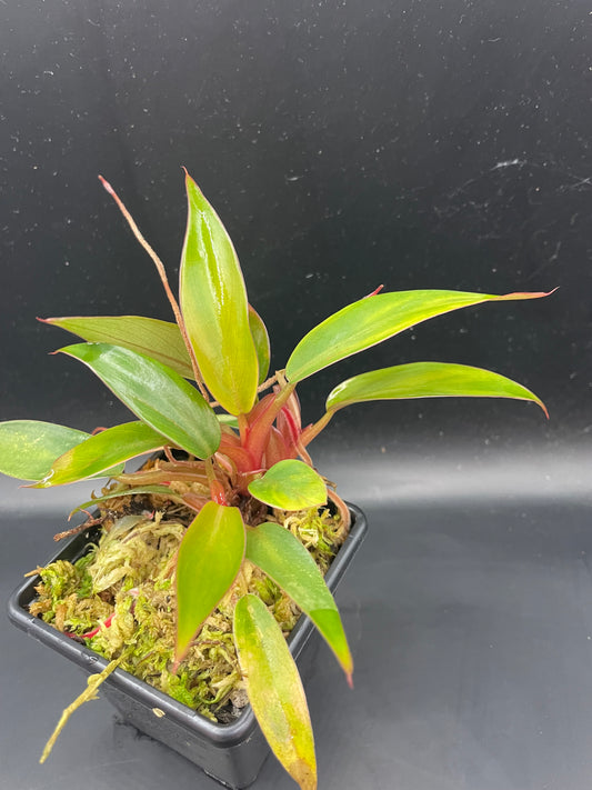 Philodendron sp. ‘Mini Red’