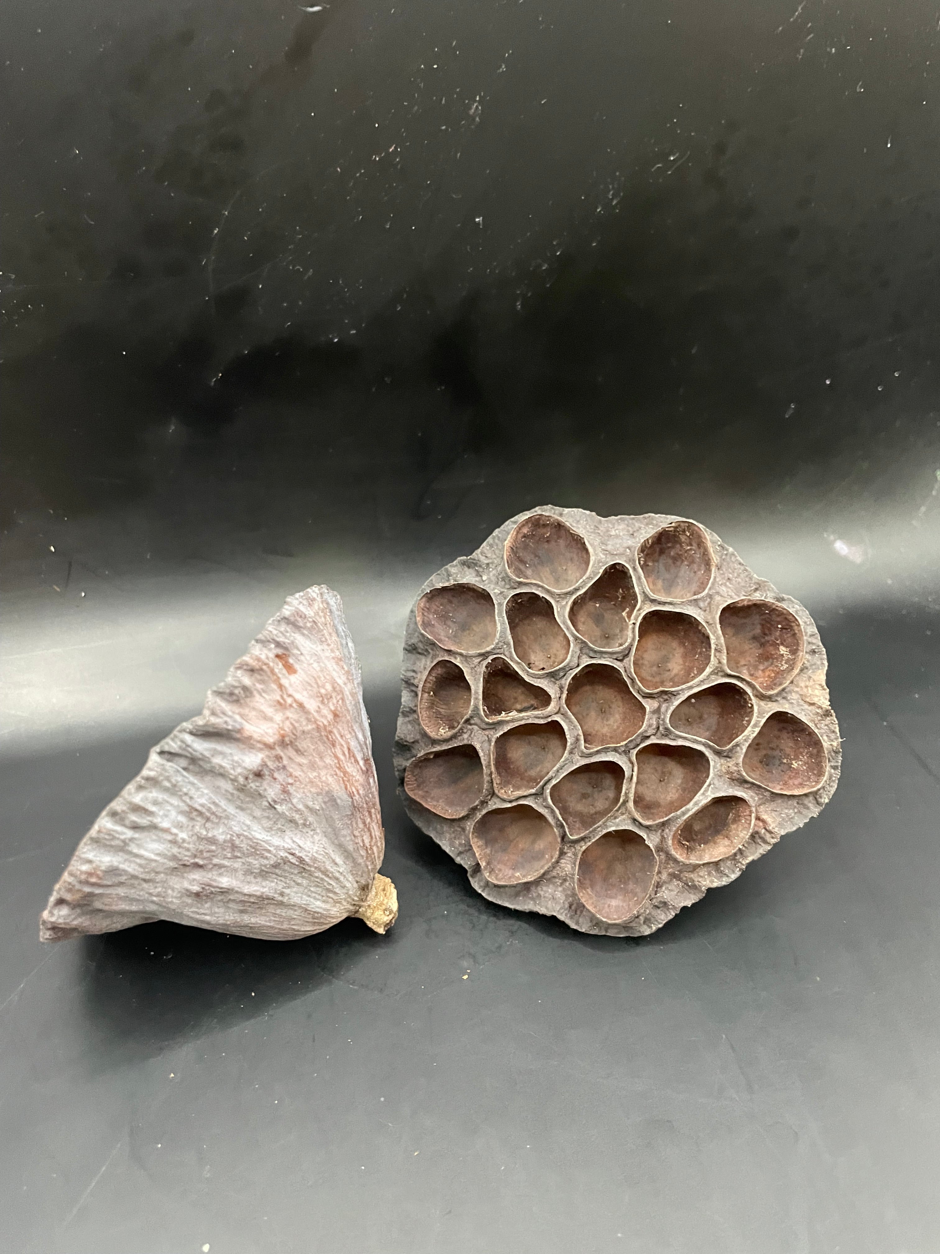 Lotus Pod Accessory Lotus Pods – Rare Tropicals