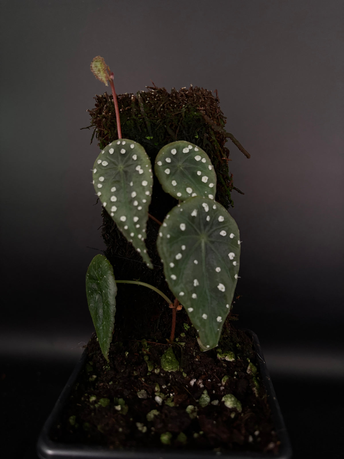 Begonia tropaeolifolia