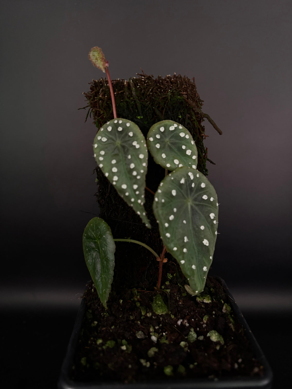 Begonia tropaeolifolia
