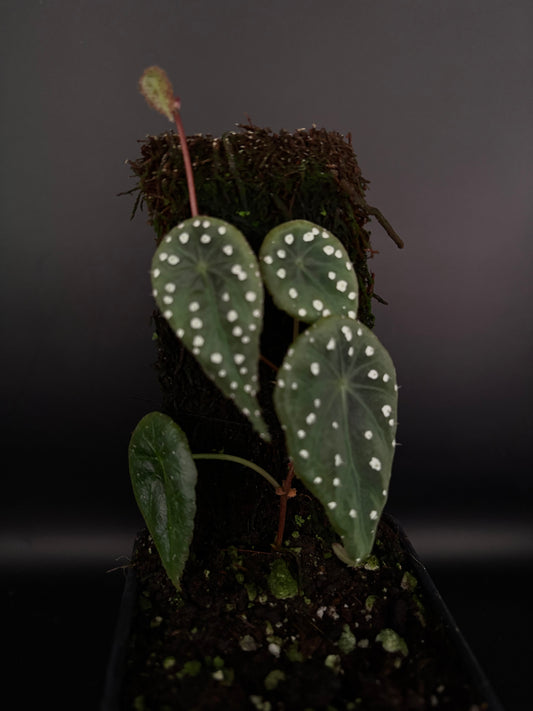 Begonia tropaeolifolia