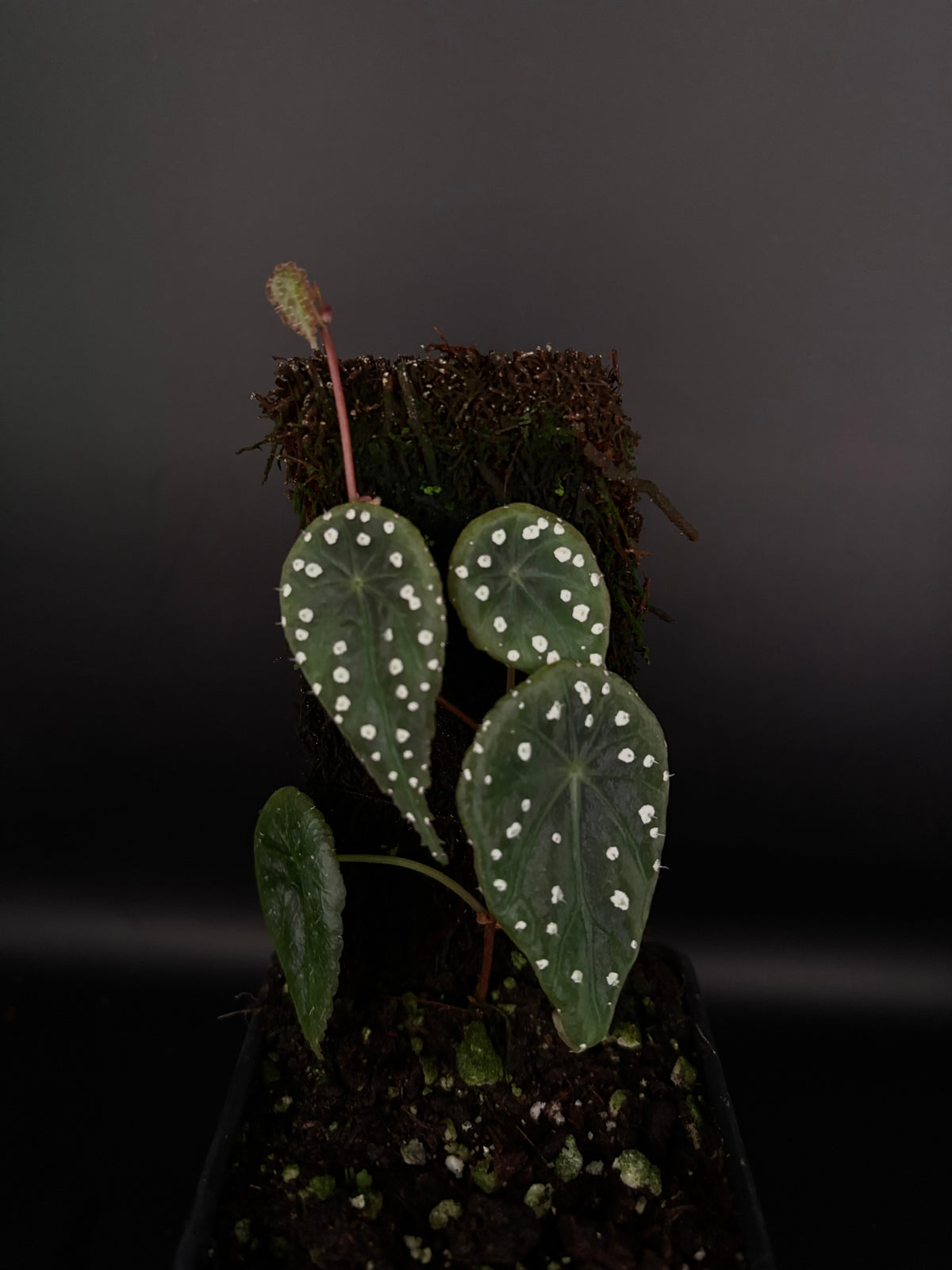 Begonia tropaeolifolia