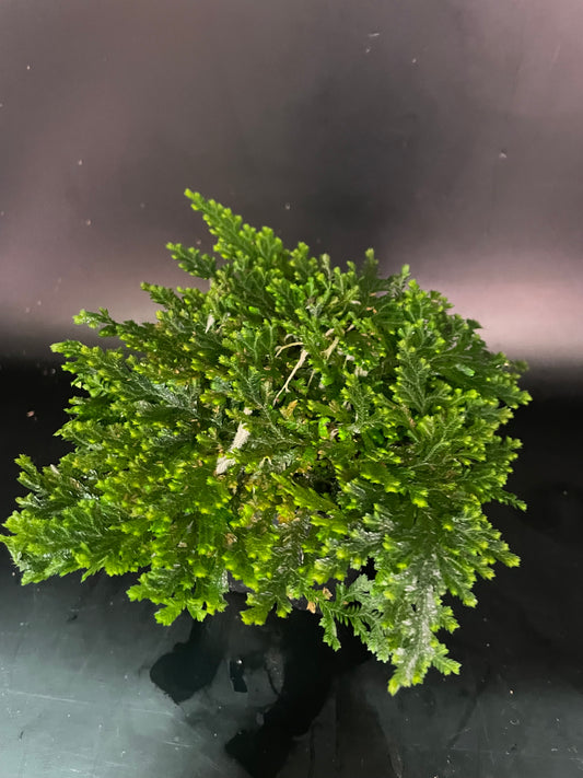 Selaginella Costa Rica