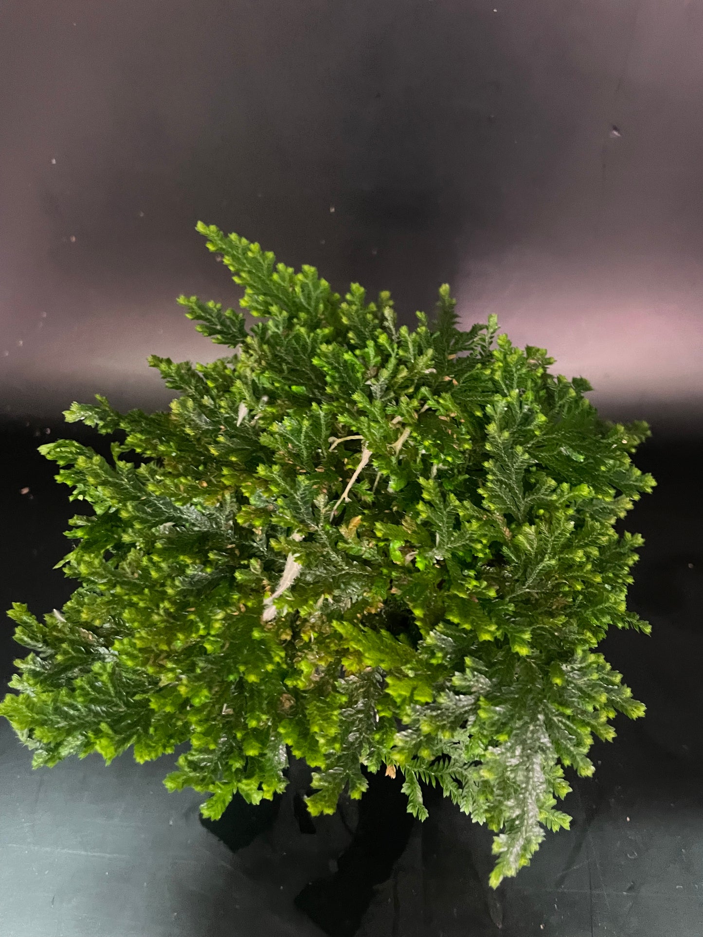 Selaginella Costa Rica