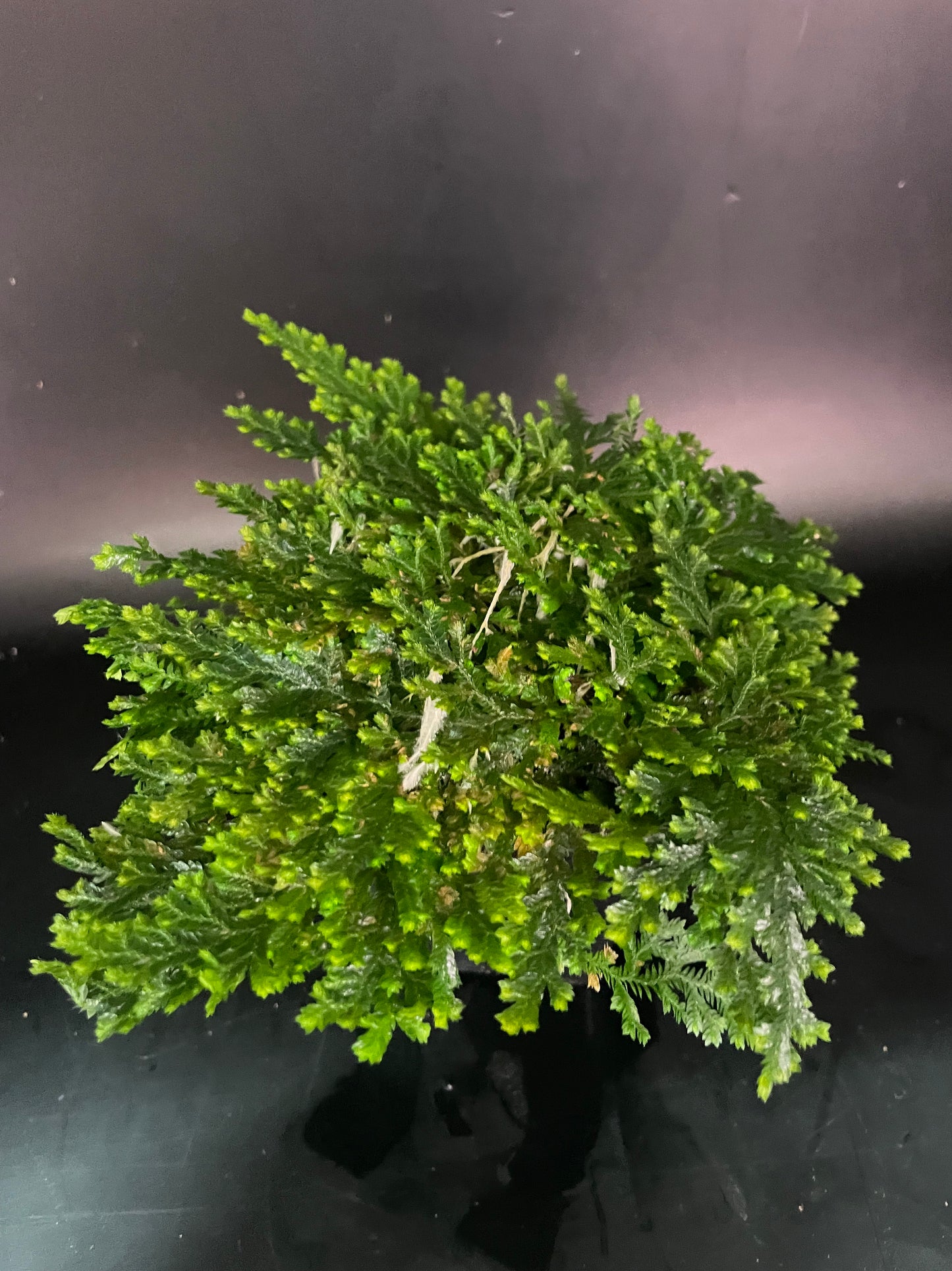 Selaginella Costa Rica