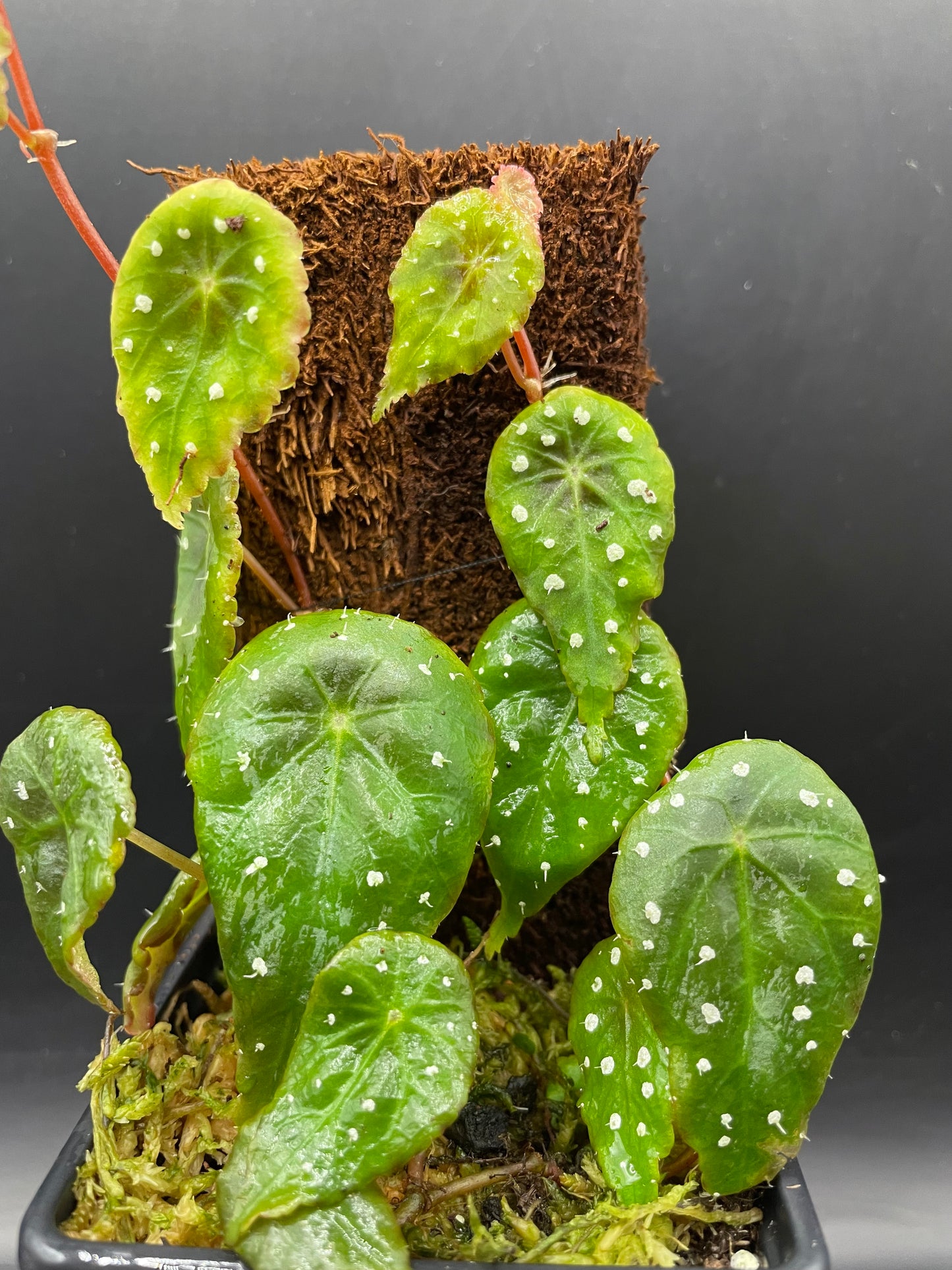 Begonia tropaeolifolia