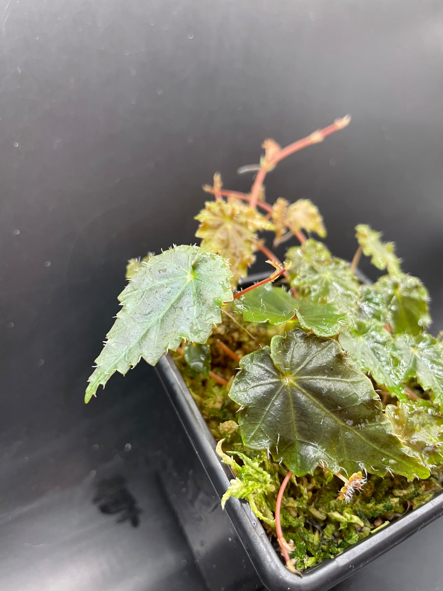 Begonia Lita