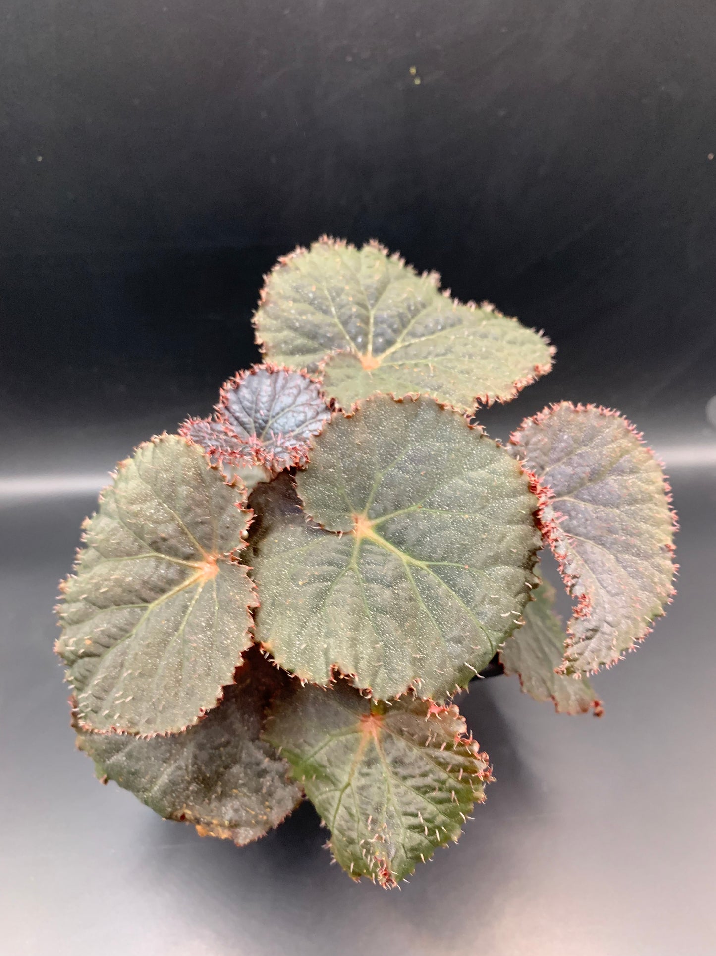 Begonia U485