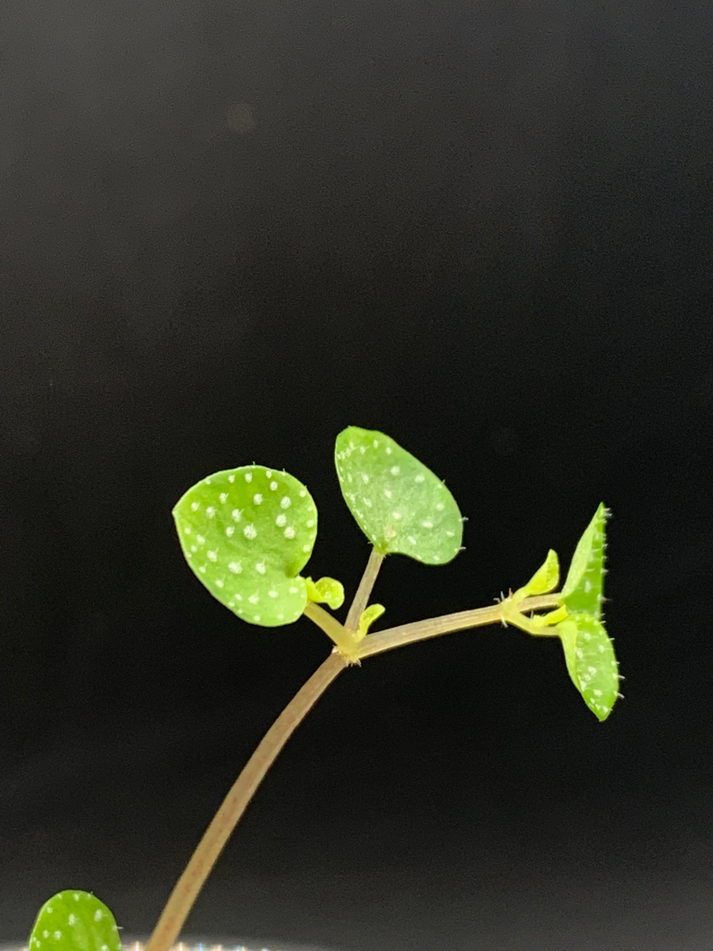 Peperomia Hispidula