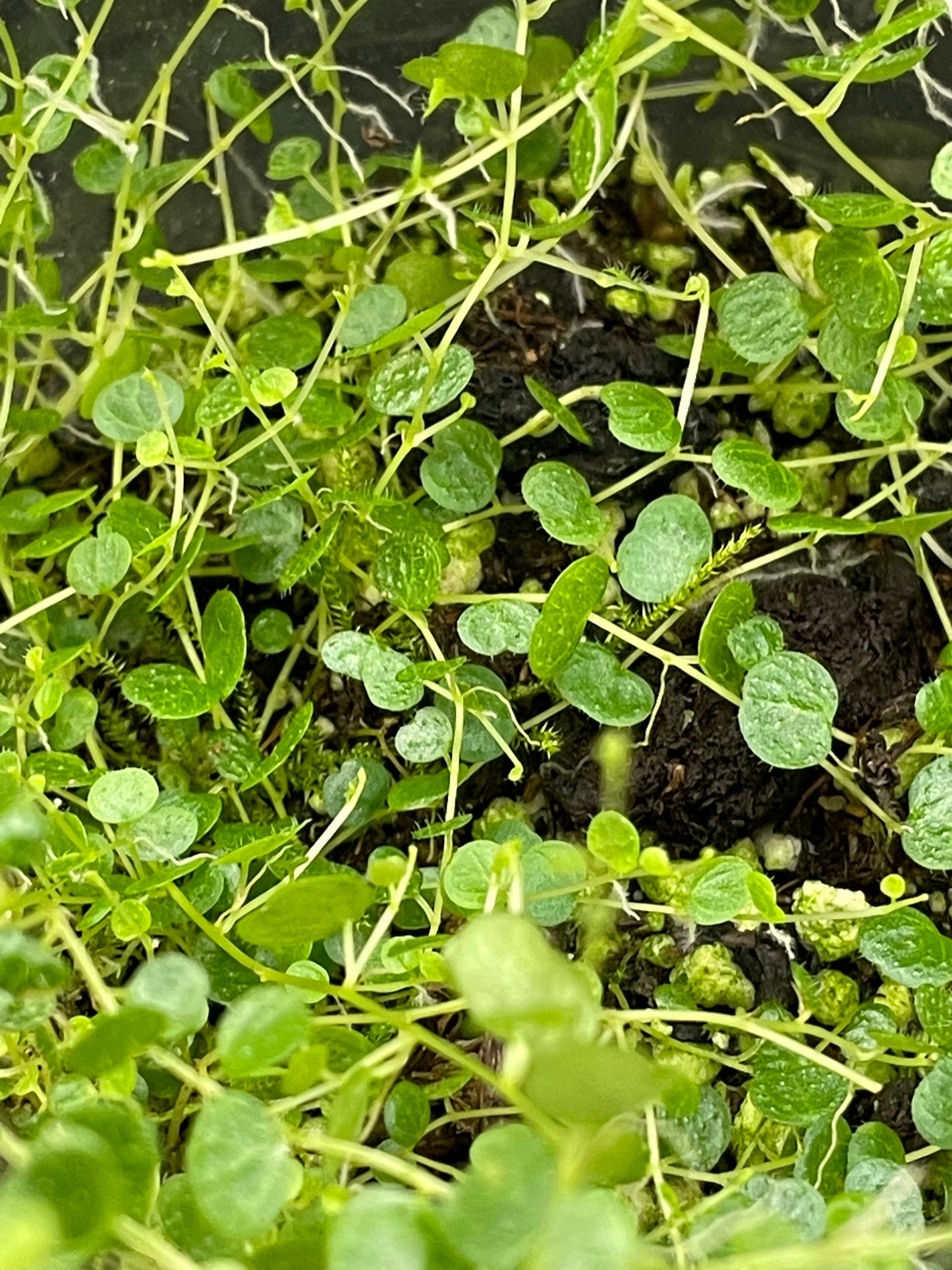 Peperomia Emarginella