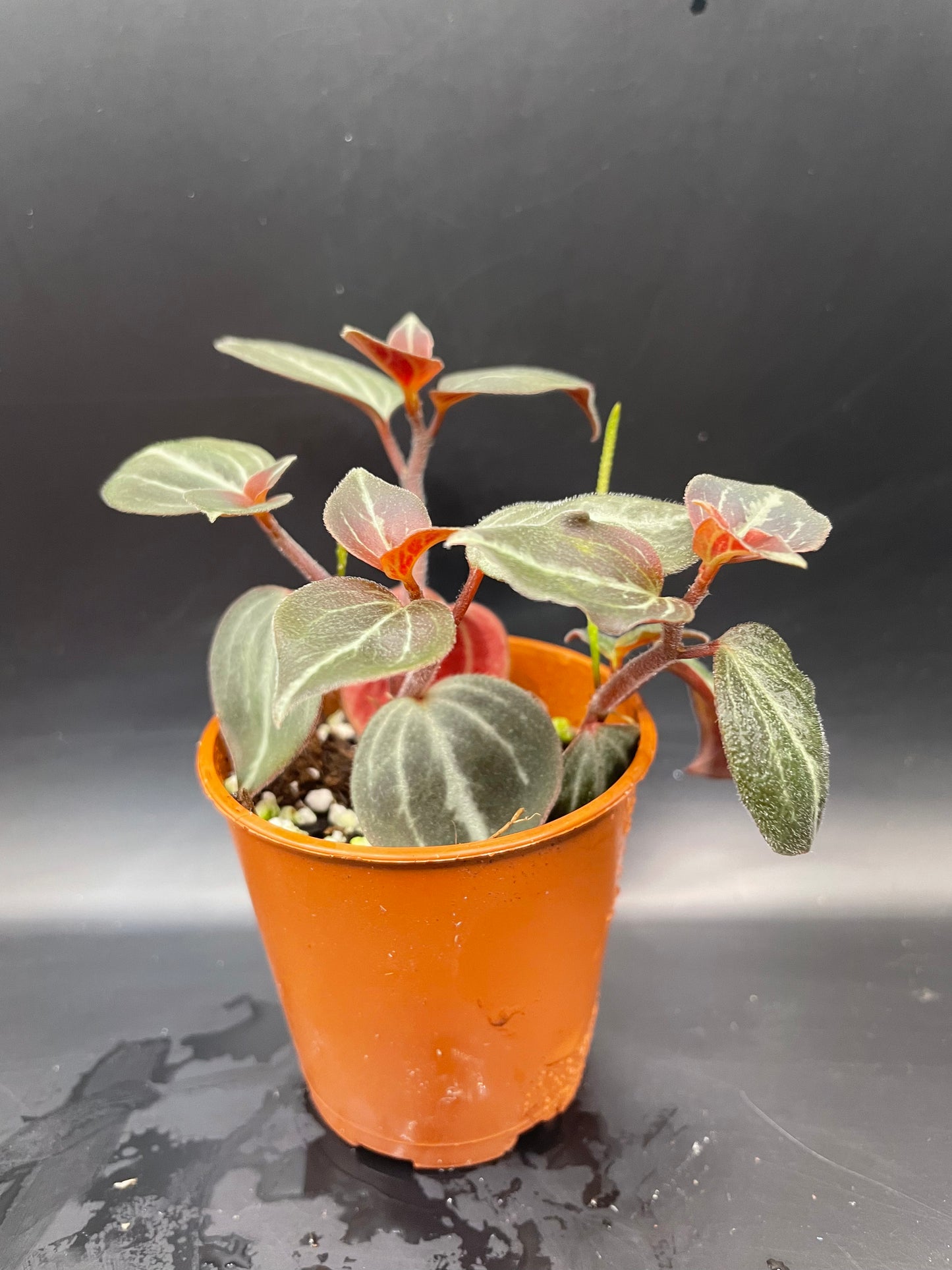 Peperomia Trinervis bicolor