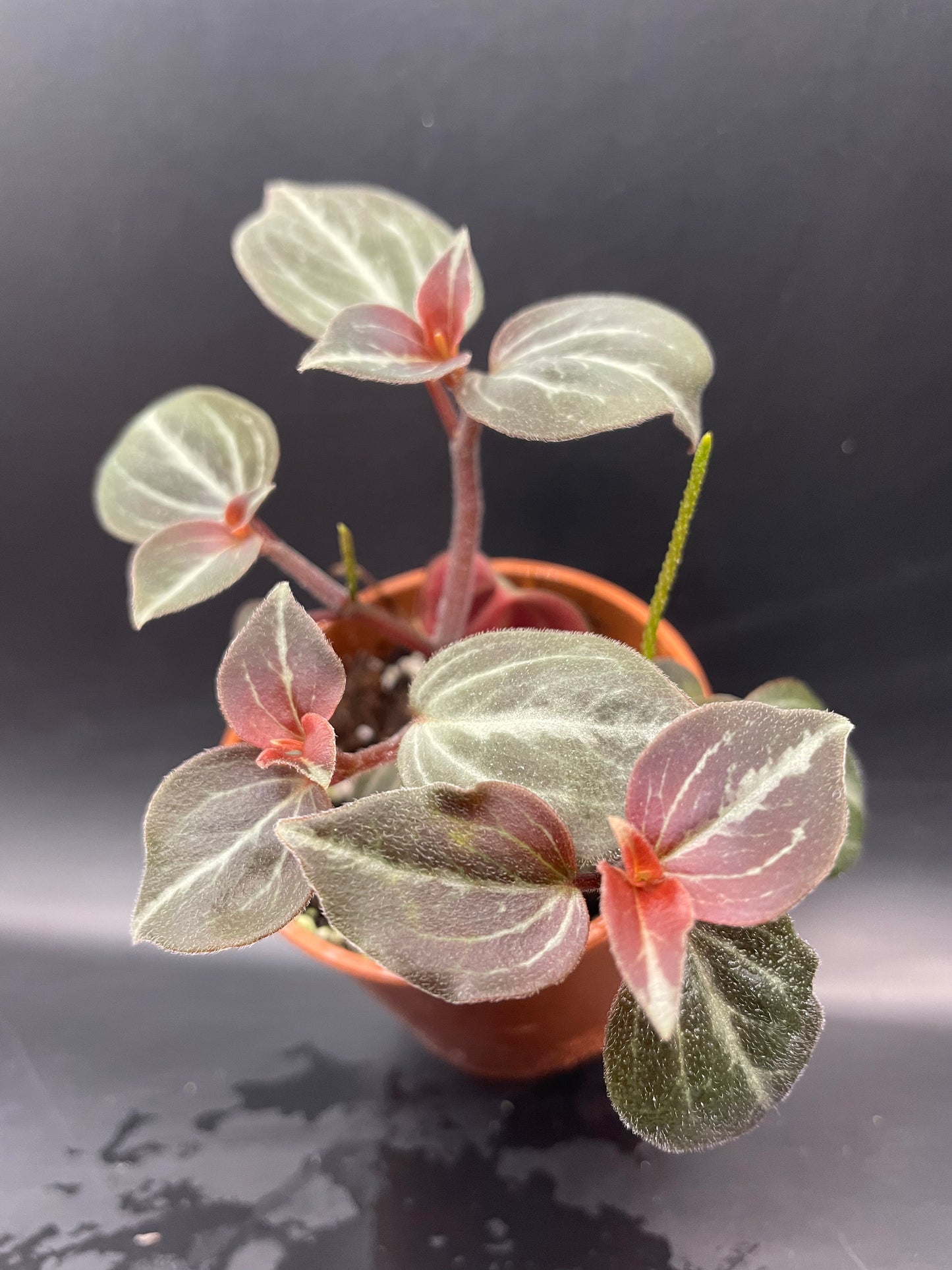 Peperomia Trinervis bicolor