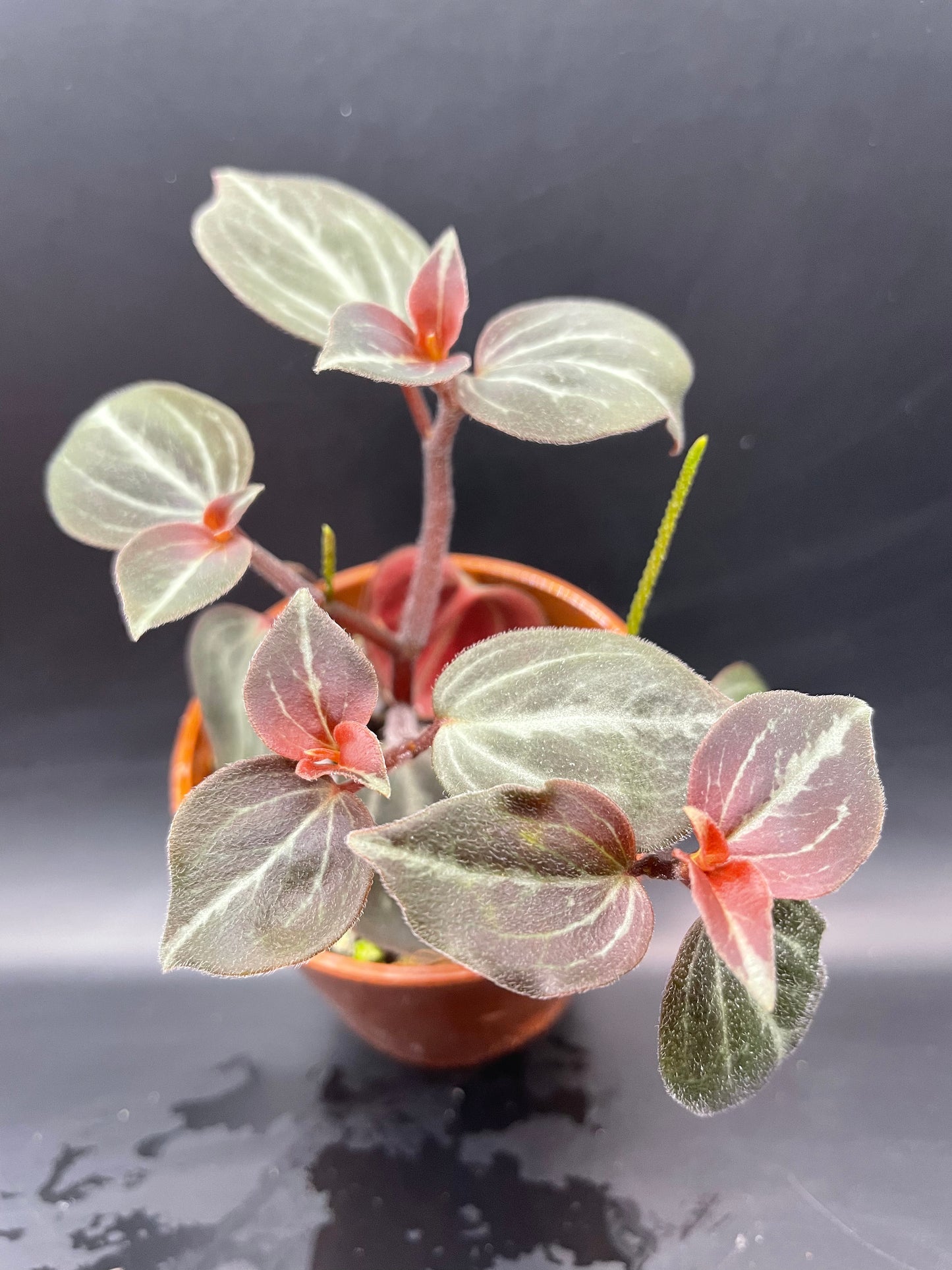 Peperomia Trinervis bicolor