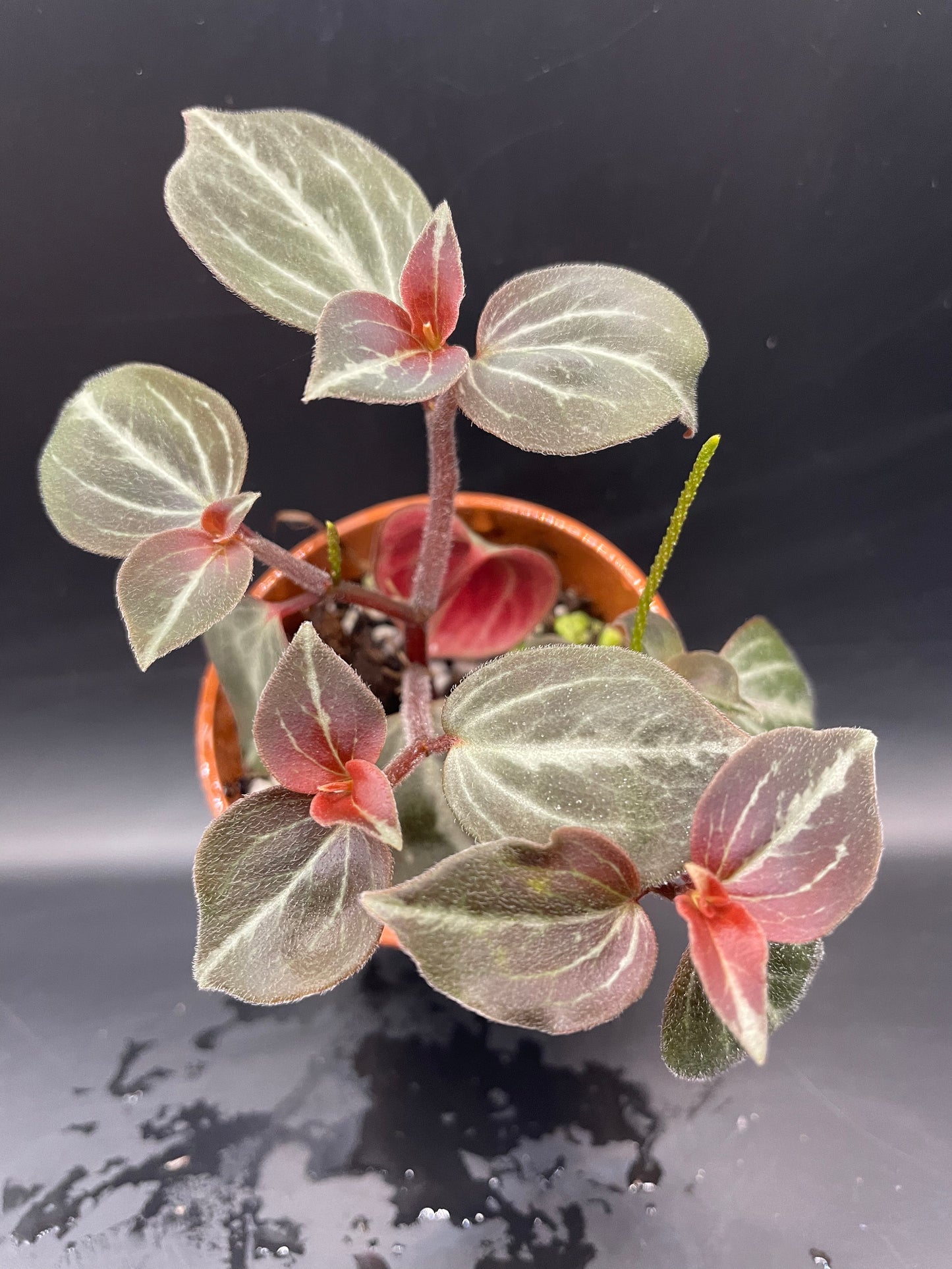 Peperomia Trinervis bicolor