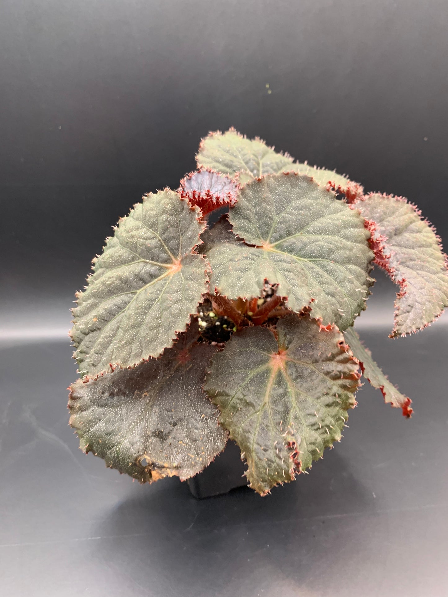 Begonia U485