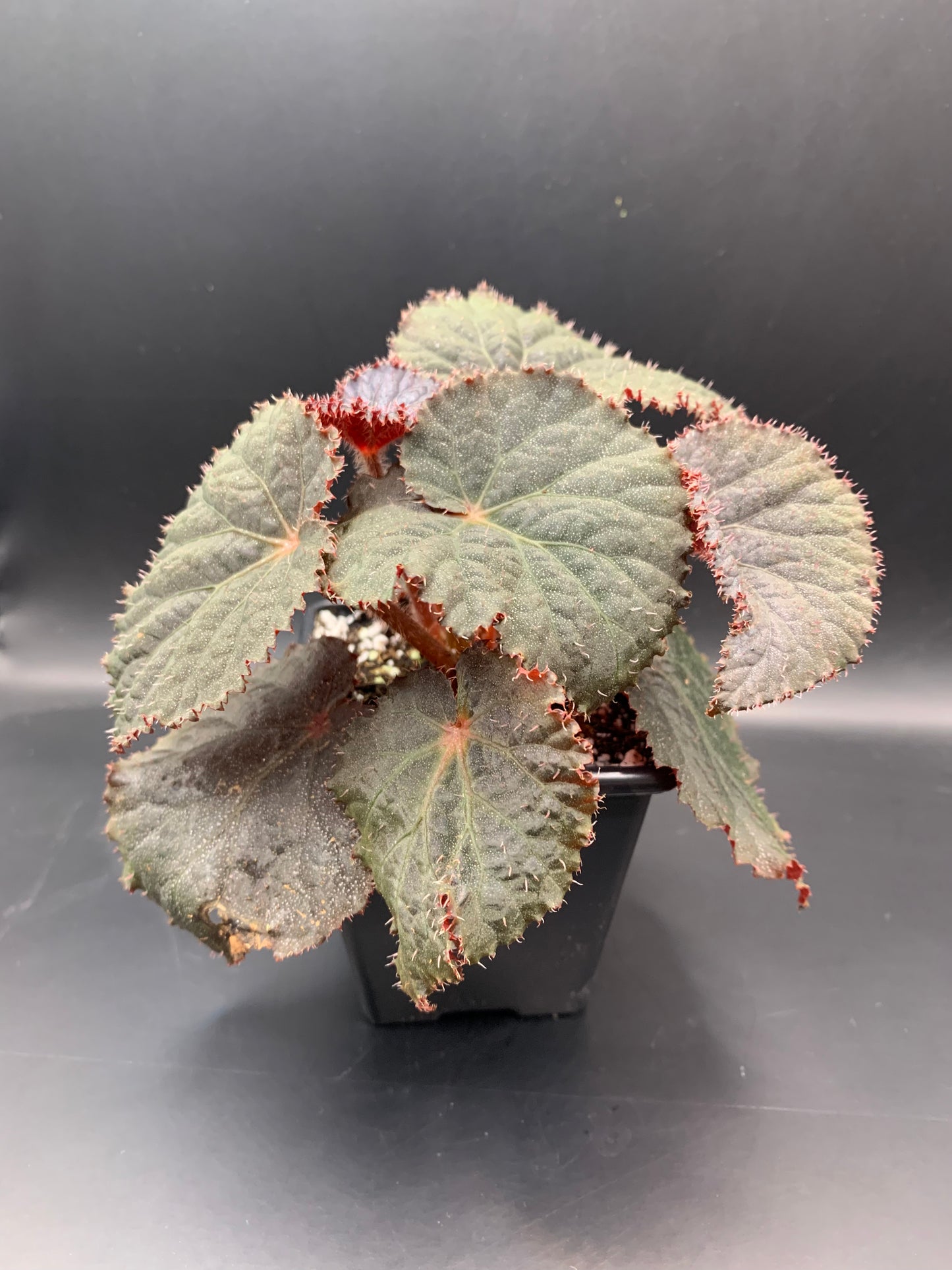 Begonia U485