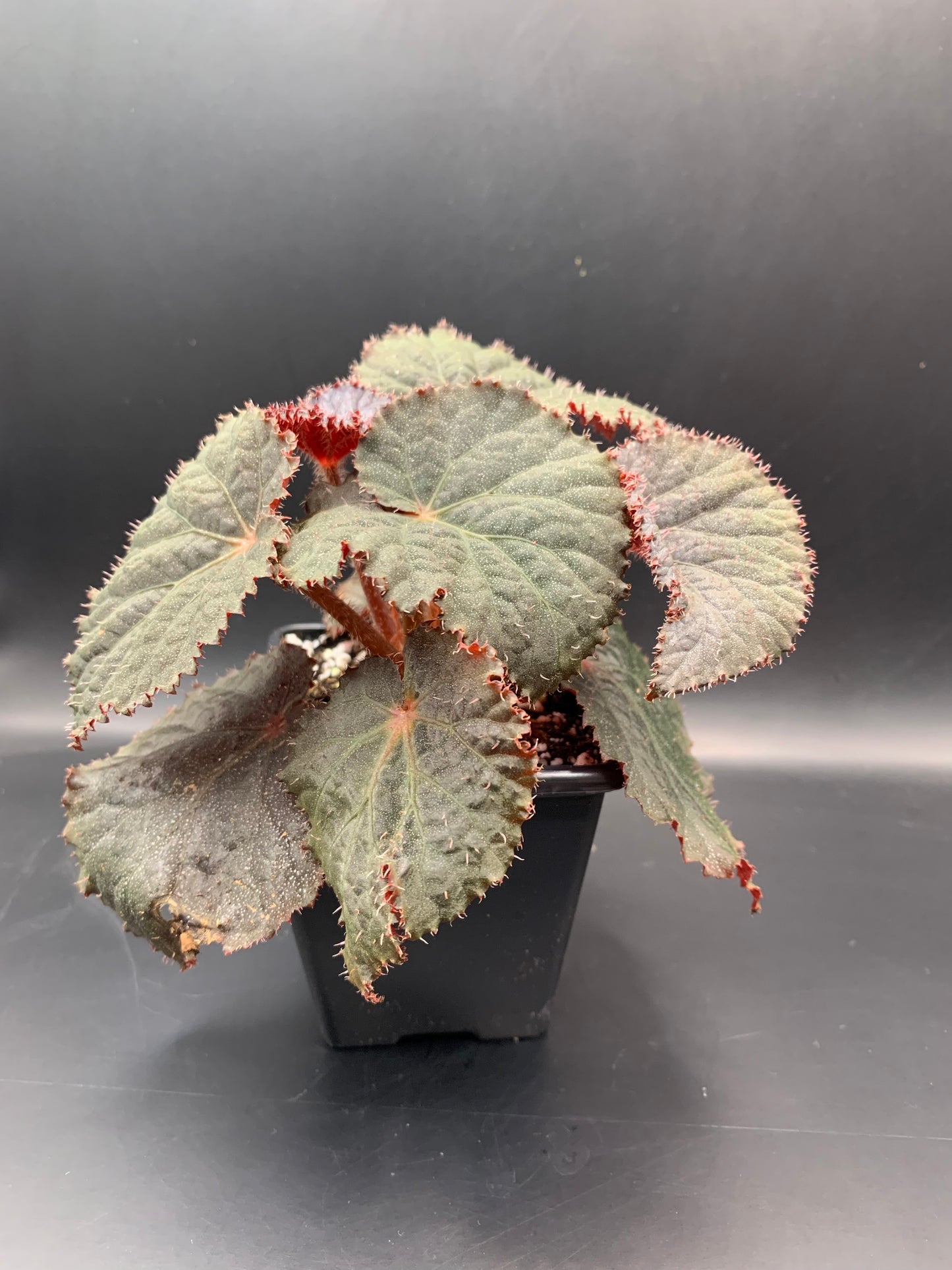 Begonia U485